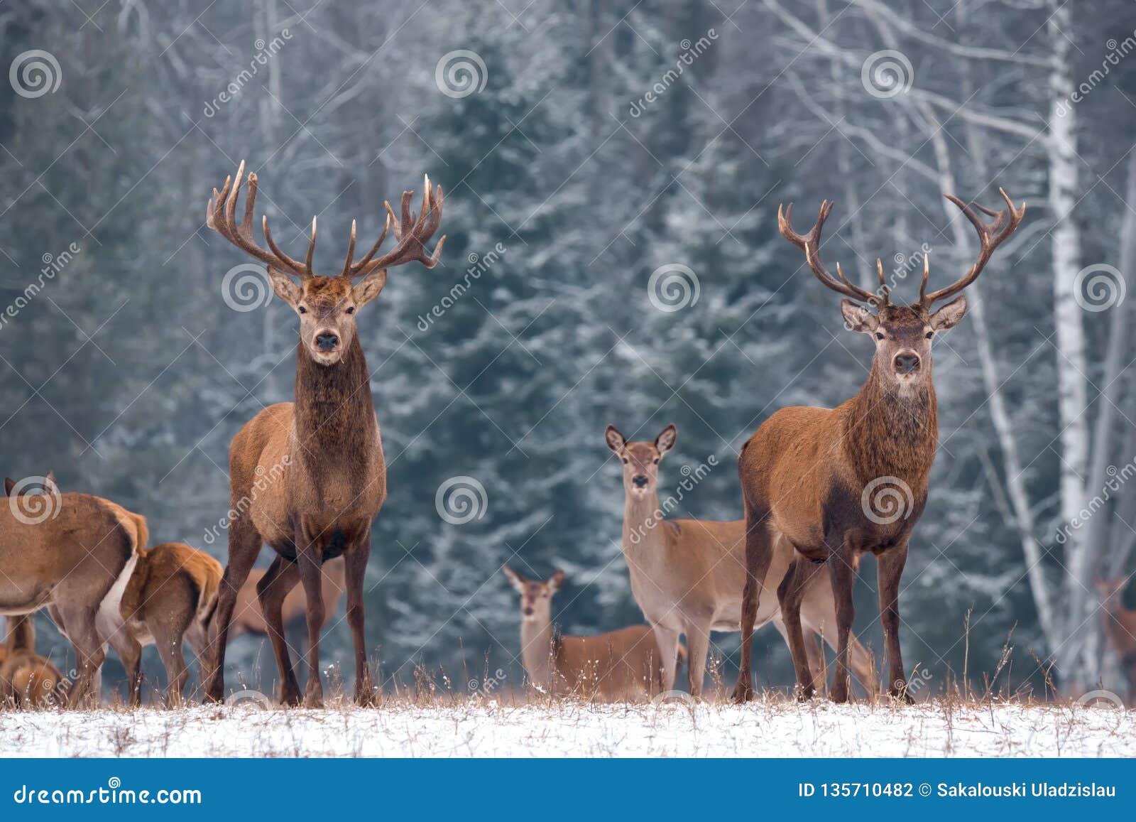 twins.stunning image of two deer male cervus elaphus against winter birch forest and fuzzy silhouettes of the herd: one stag c