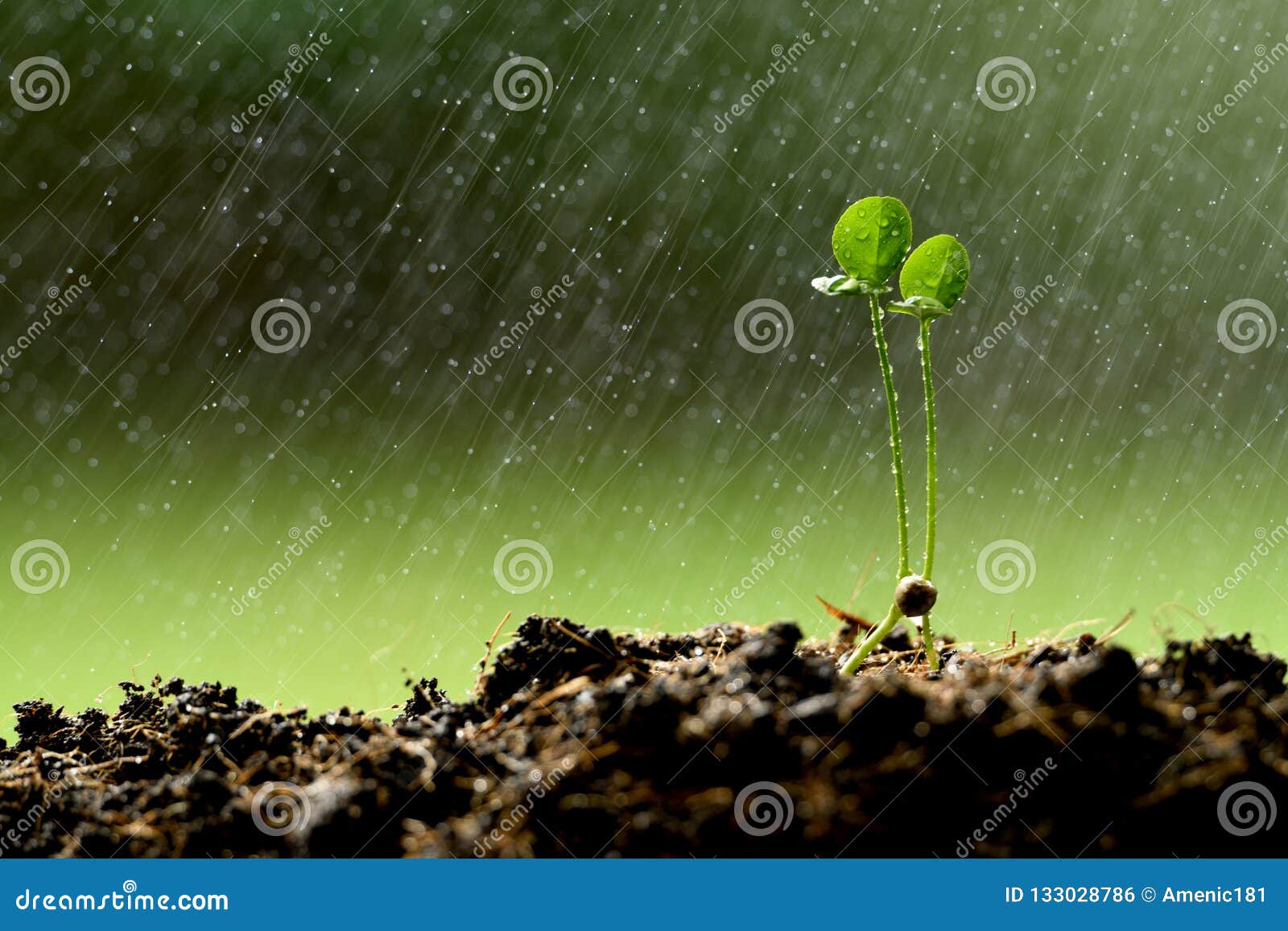 HD wallpaper: green, grow, grow up, plant, rain, single, singular