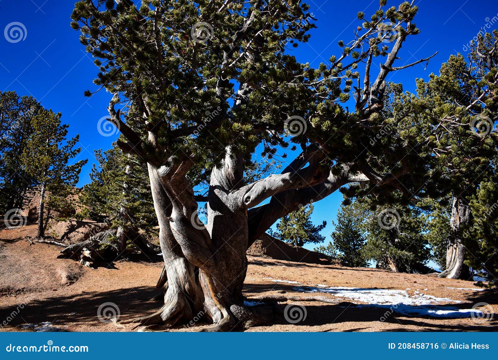 twisted tree trunk