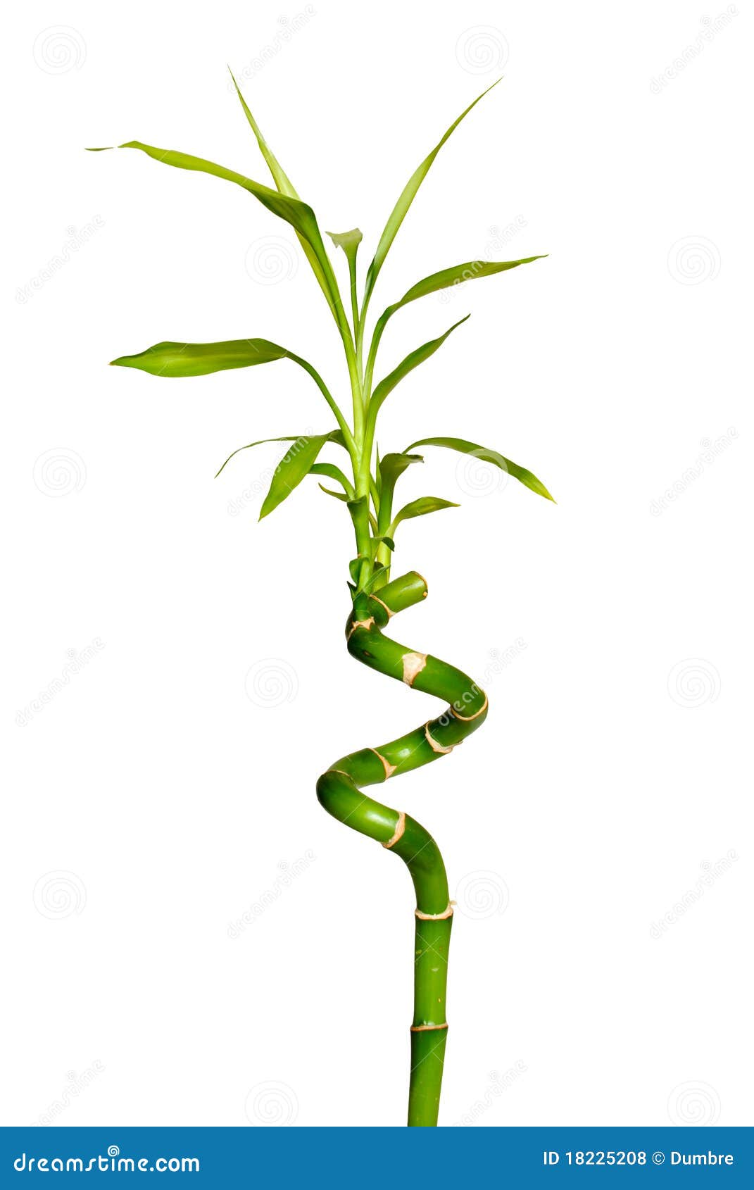 Twisted bamboo stock photo. Image of bamboo, botanical 18225208