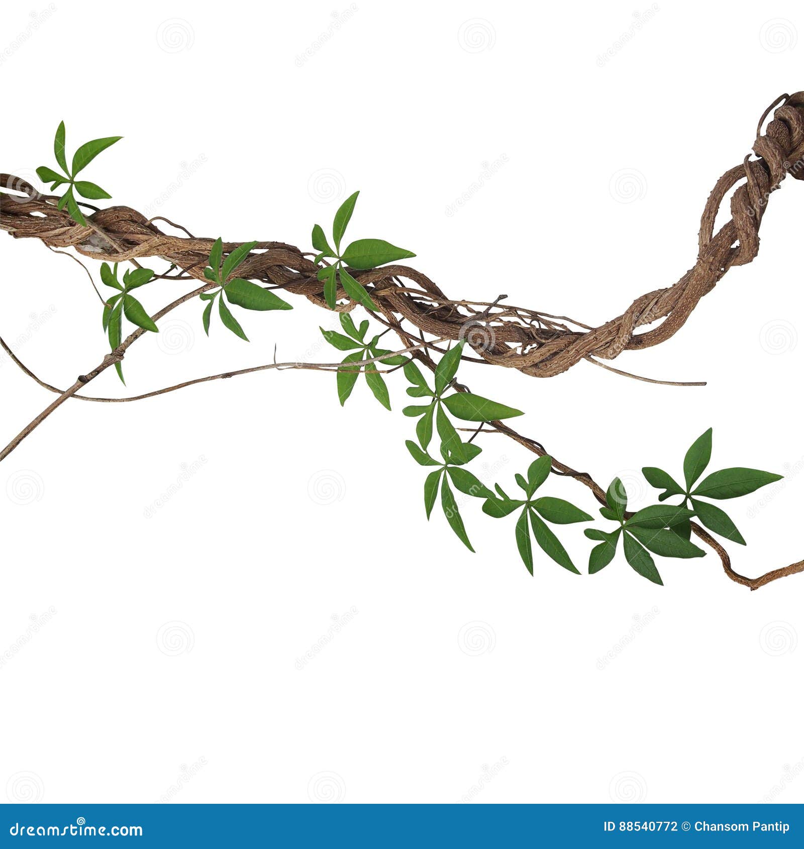 twisted big jungle vines with leaves of wild morning glory liana plant  on white background, clipping path included.