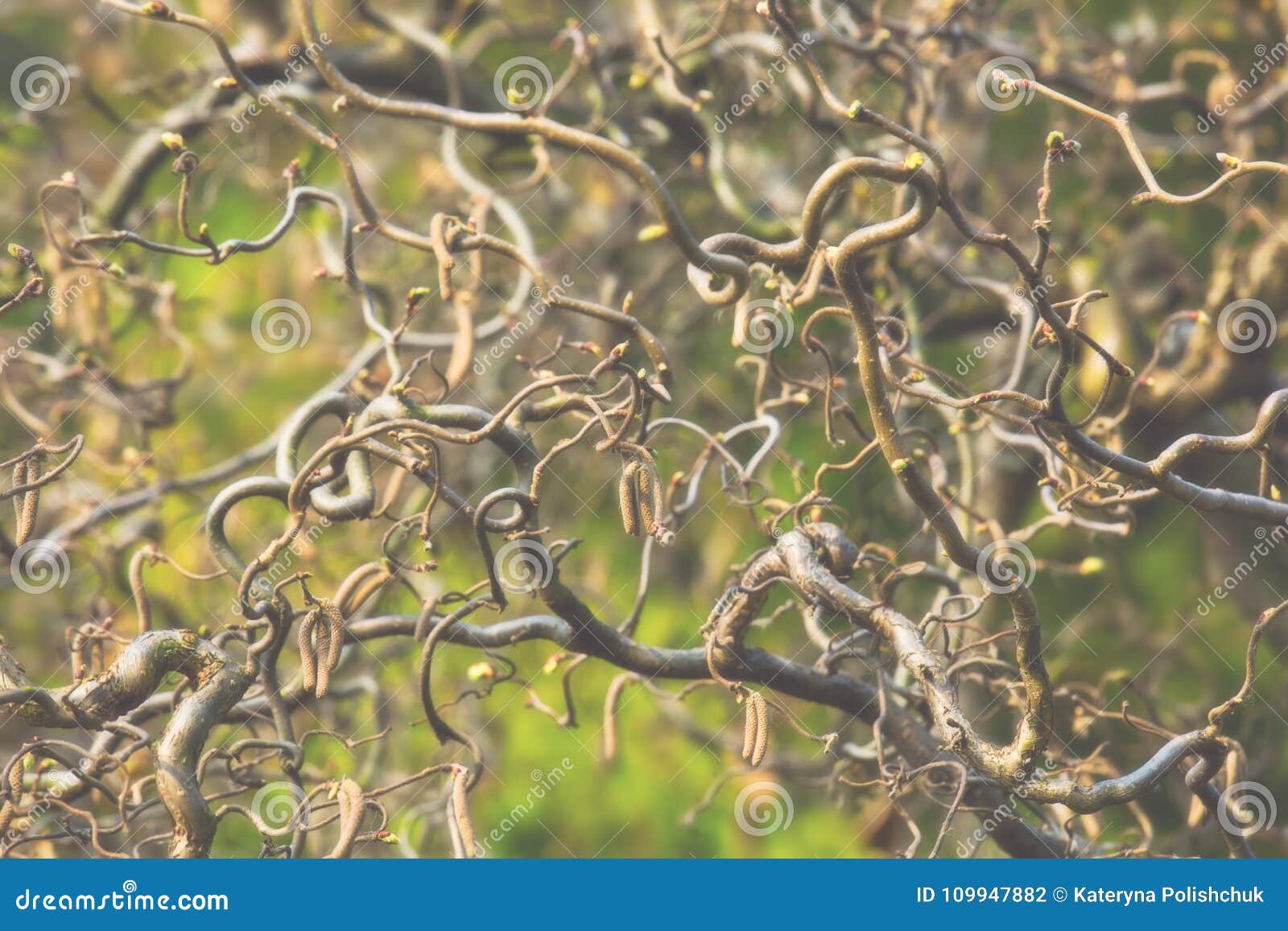 Twisted Branches of a Bare Tree on Foggy Day Stock Photo - Image of