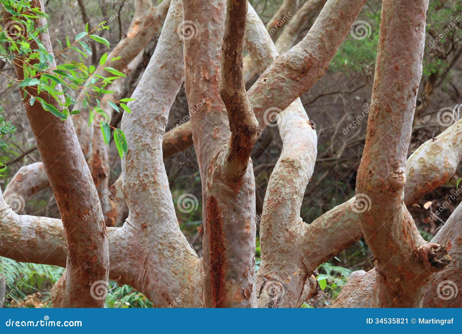 Twisted Branches of Gum Tree Australian Nature Stock Image Image of