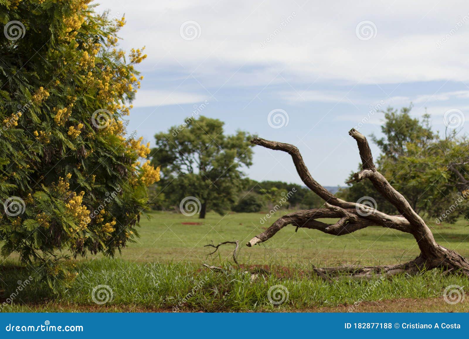 twisted tree trunk