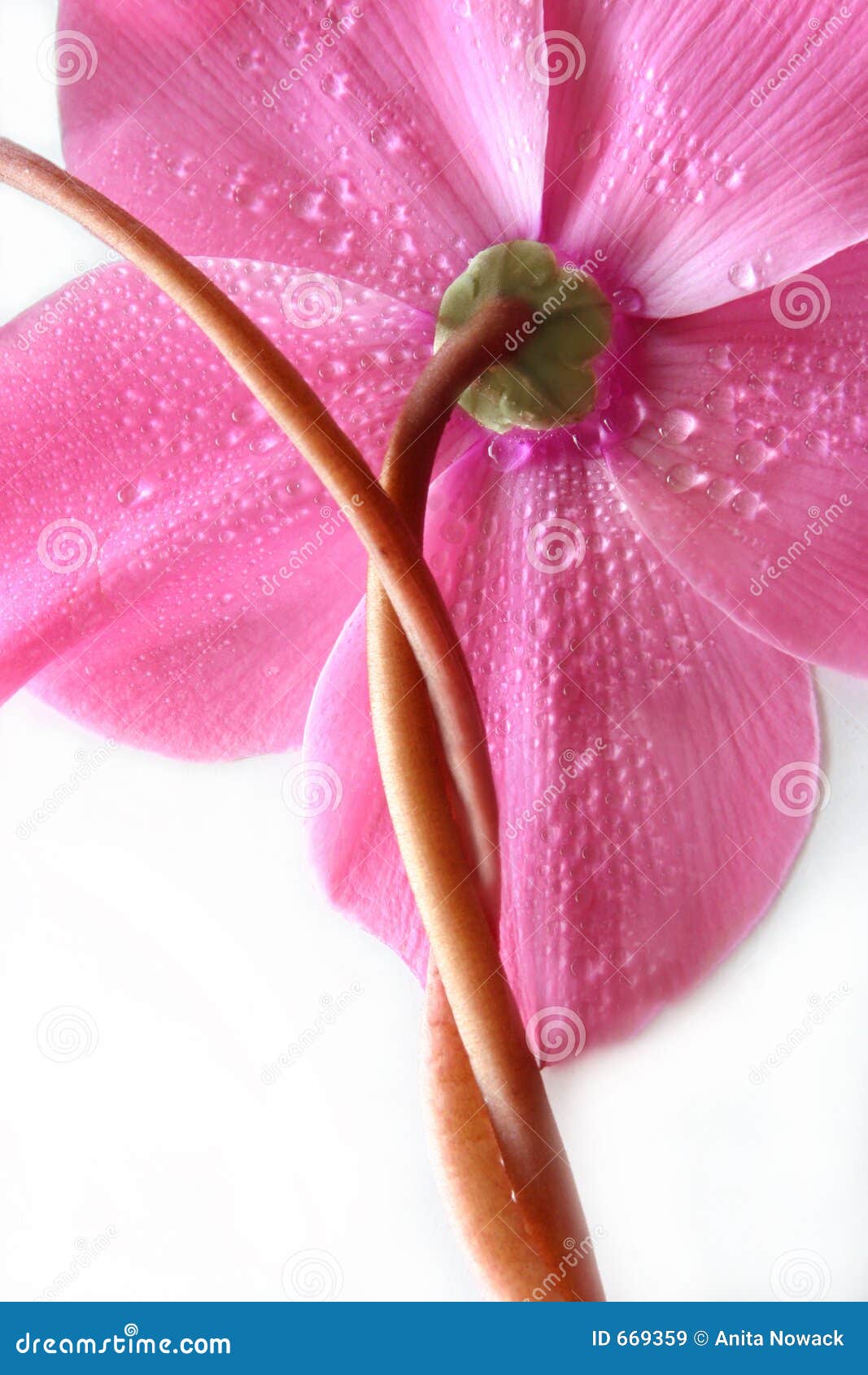 4,475 Twisted Flower Stock Photos - Free & Royalty-Free Stock Photos from  Dreamstime