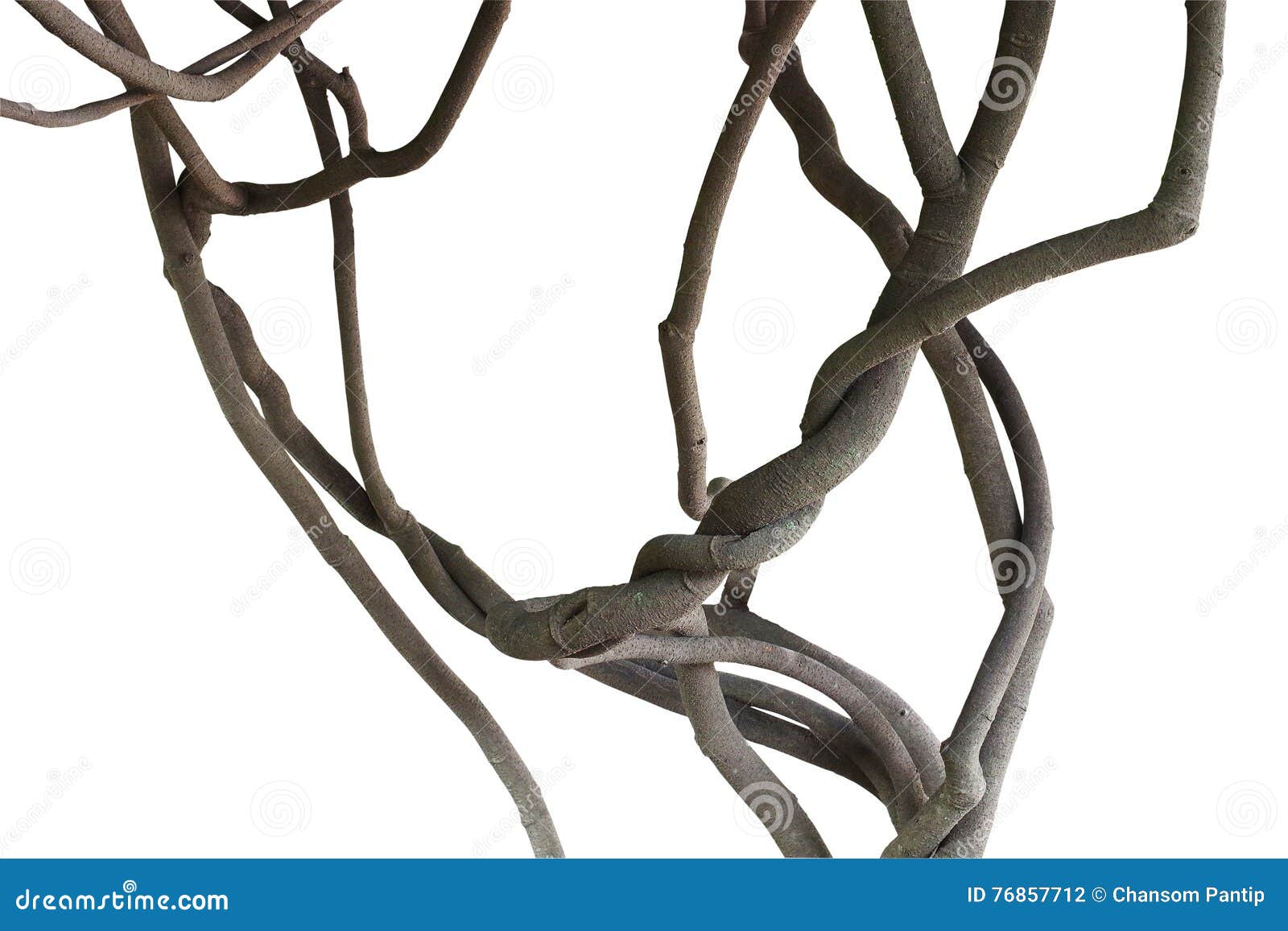 402 Branches Twisted Vines Stock Photos Free & RoyaltyFree Stock