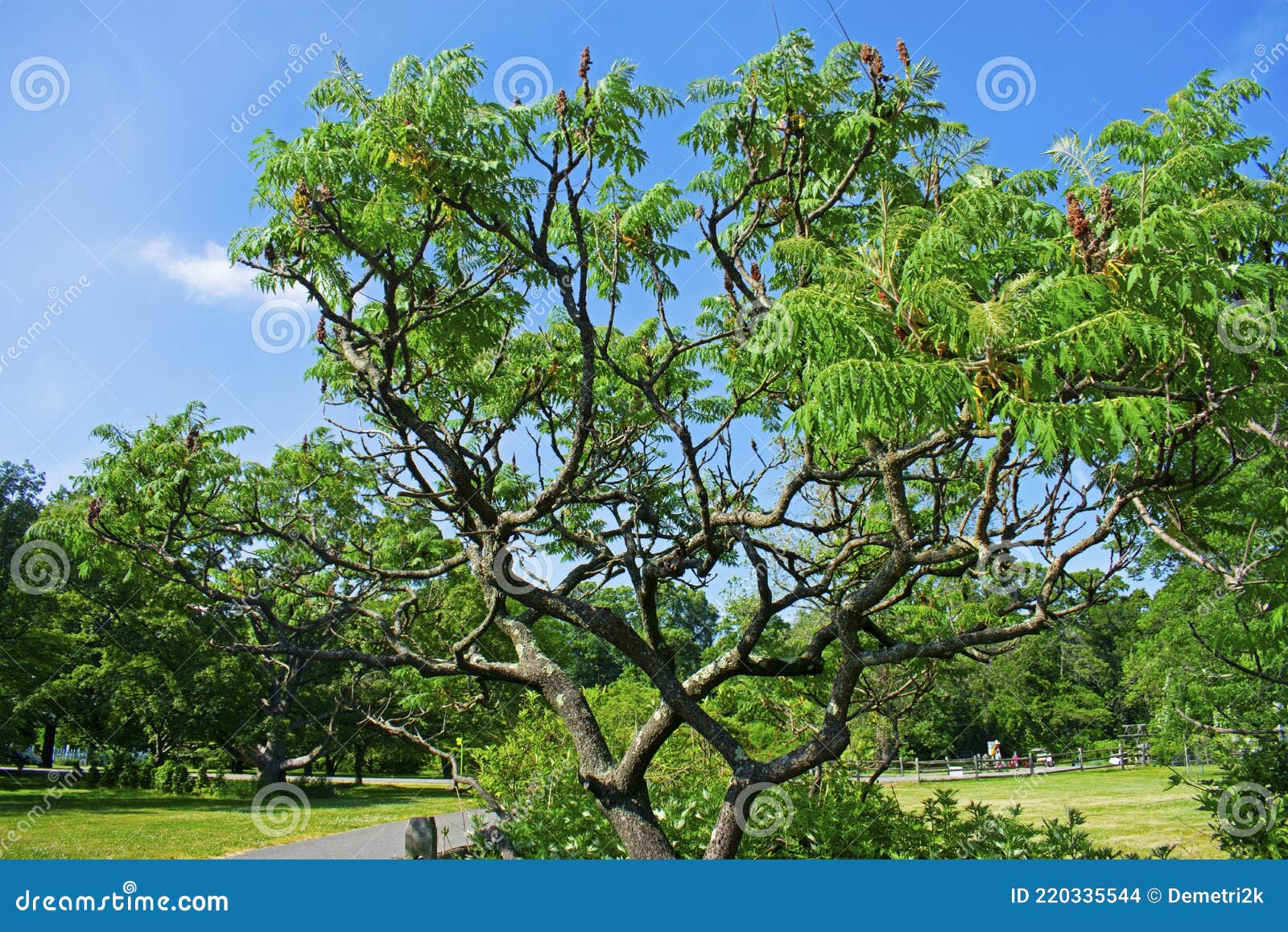 Twisted Staghorn Sumac Branches in Late Spring 02 Stock Photo Image
