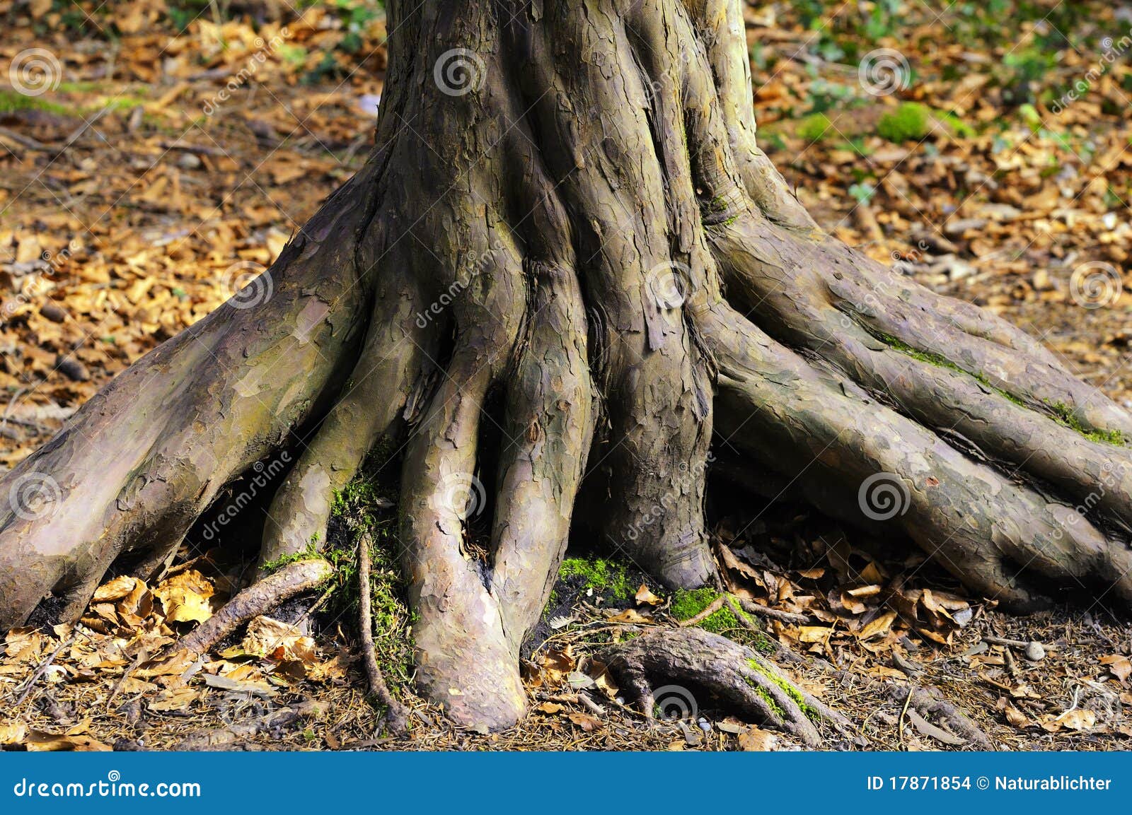 twisted trunk of tree