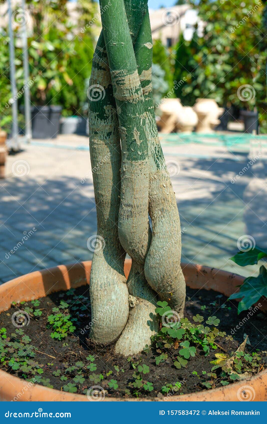 Twisted Trunks of Young Trees in a Pot Stock Photo Image of plant