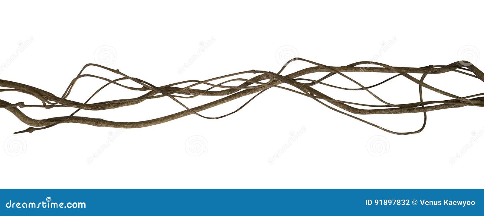 twisted wild liana jungle vine  on white background, clipping path included