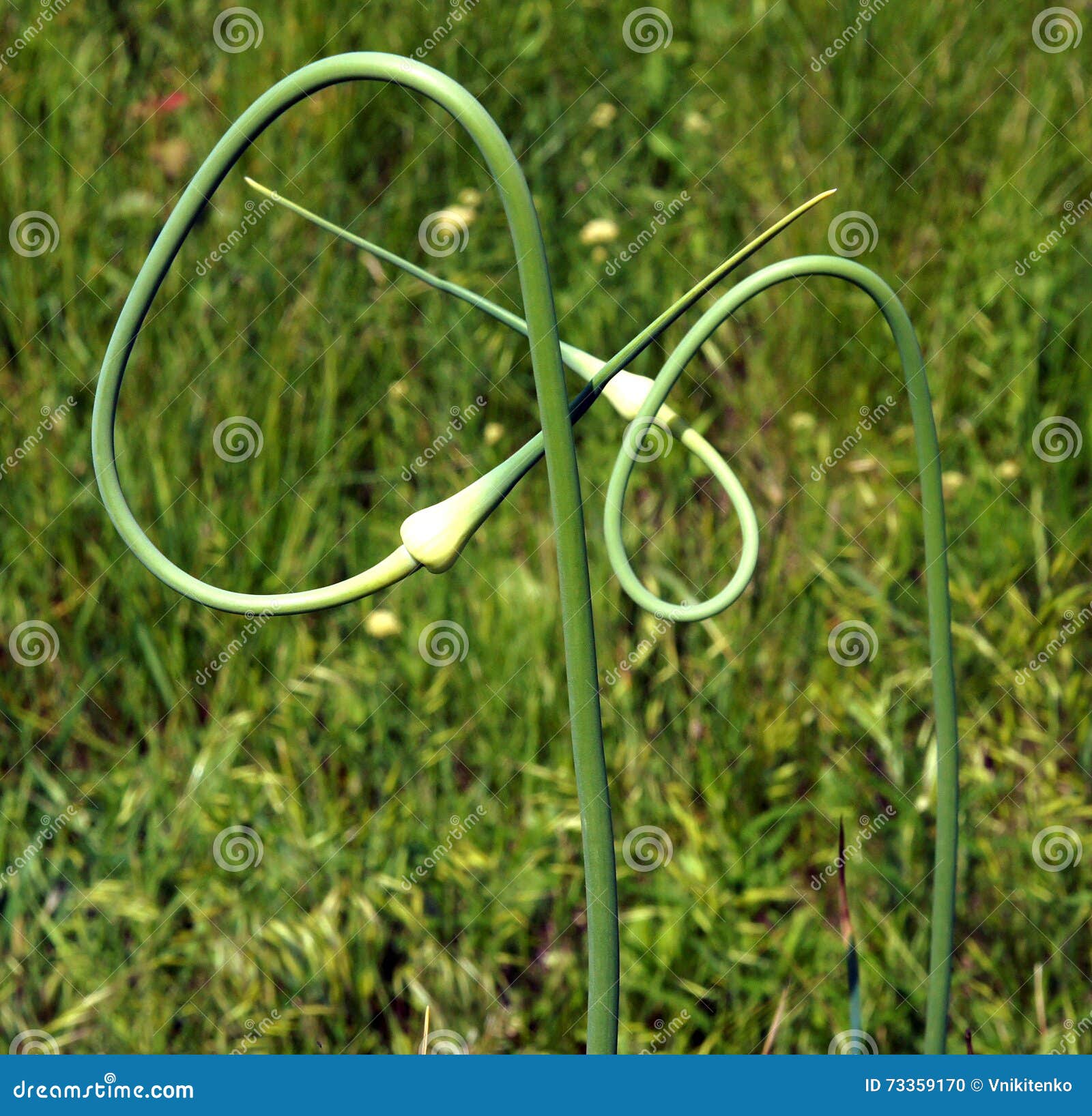Twisting garlic stems stock photo. Image of growing, arrow 73359170