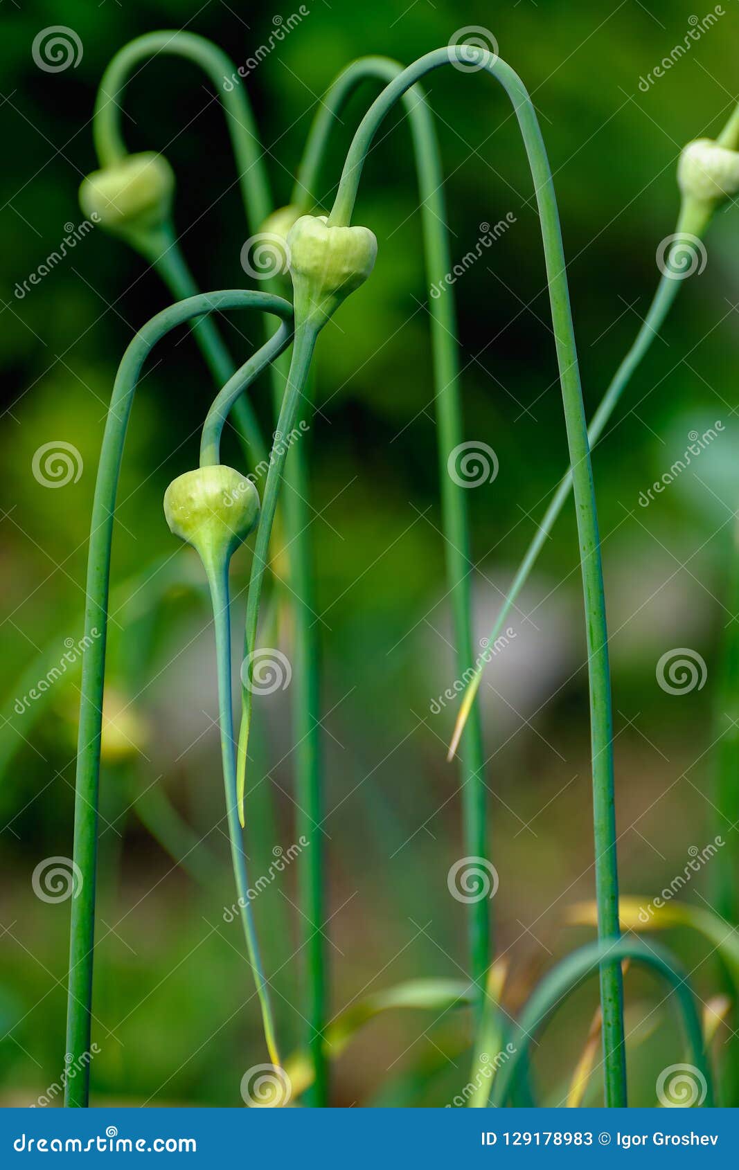 Twisting onion stems. stock image. Image of blooming 129178983