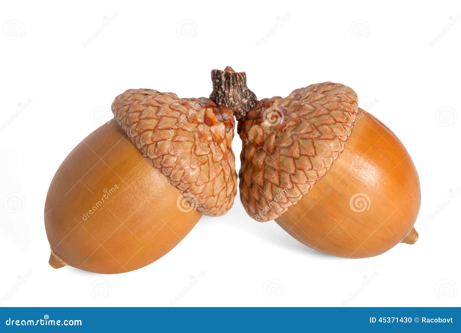Acorn Acorn