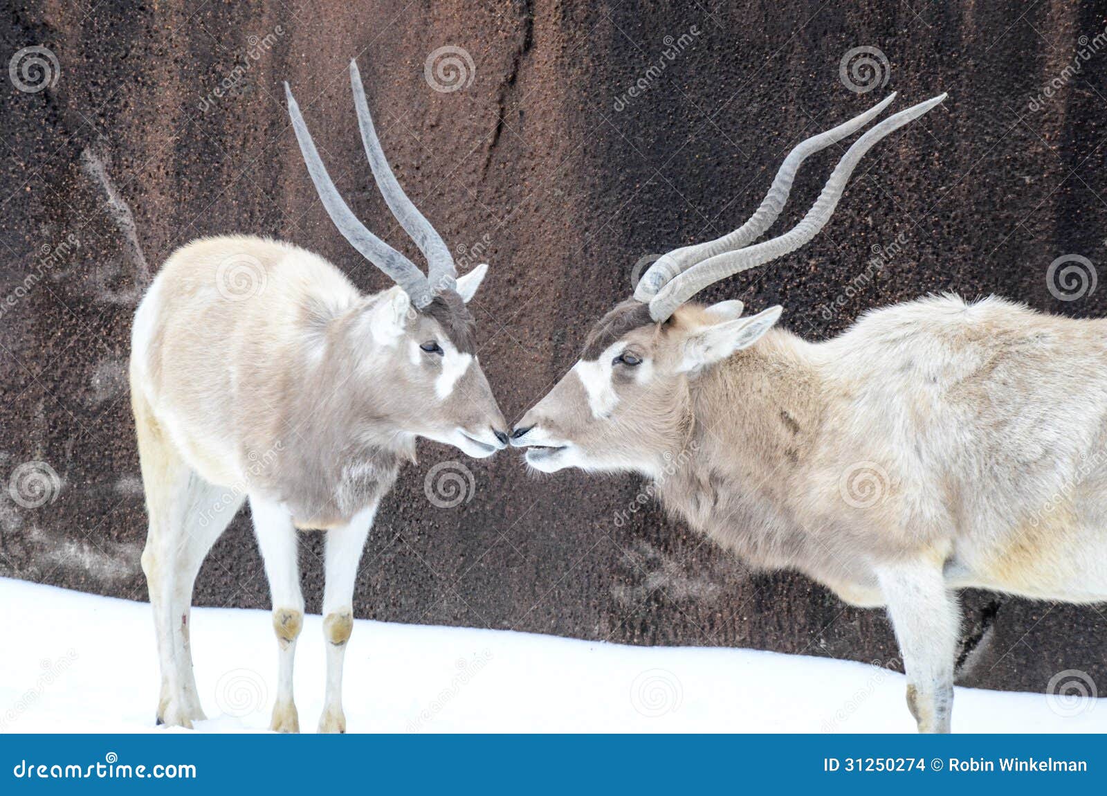 two addax in the snow
