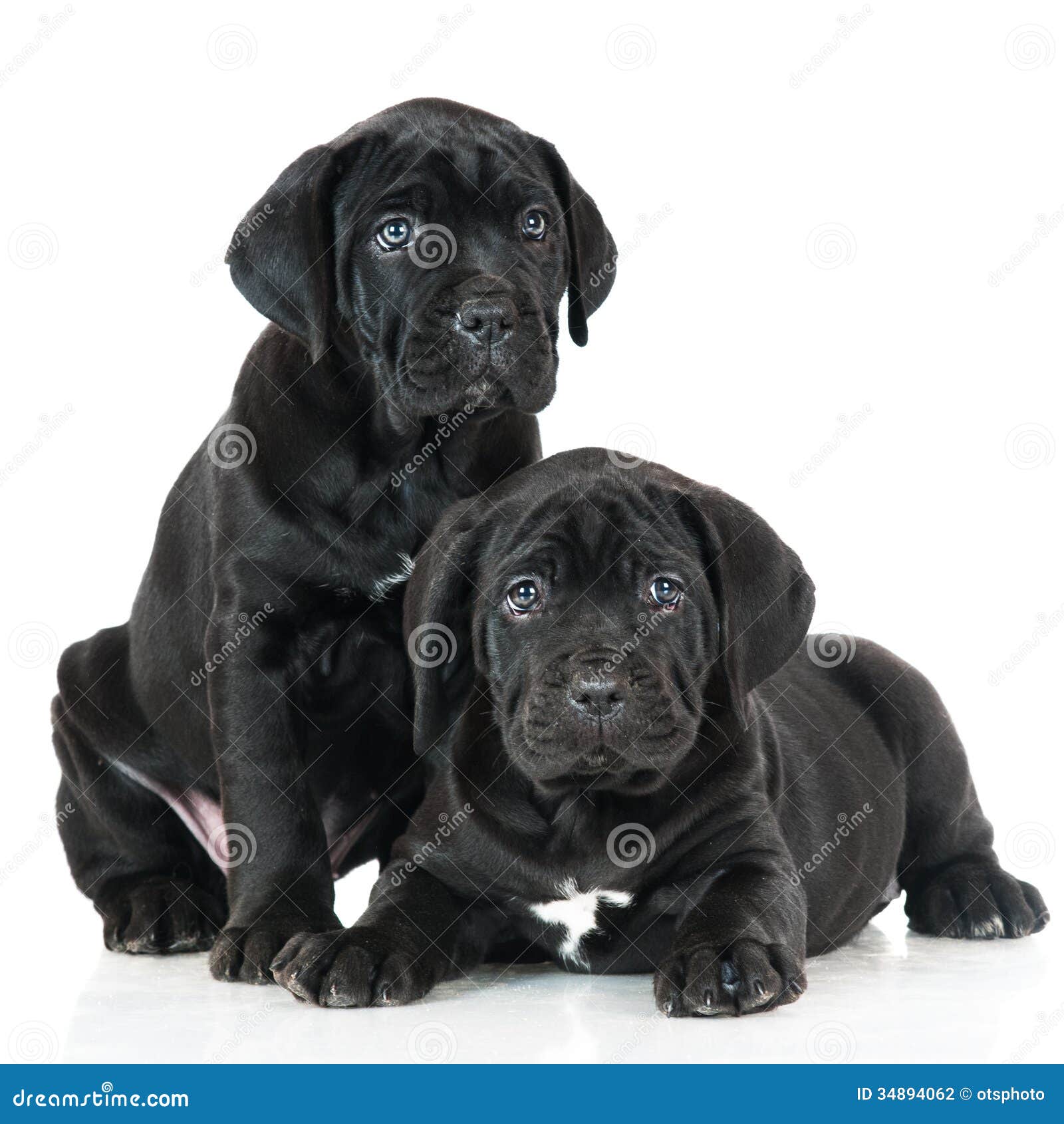 Two Adorable Cane Corso Puppies Stock Photo Image Of