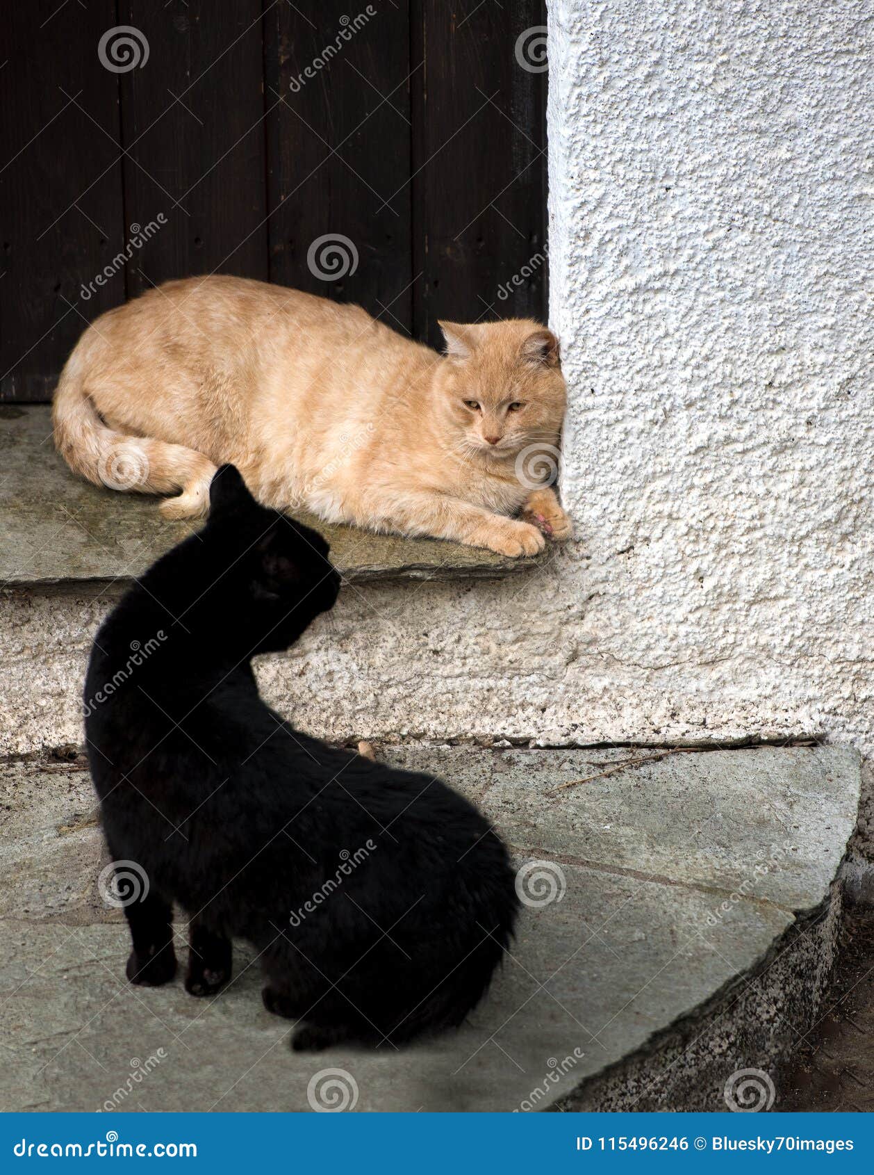 Two Adorable Cats Playing Together. Cats Outdoor Stock Photo Image of