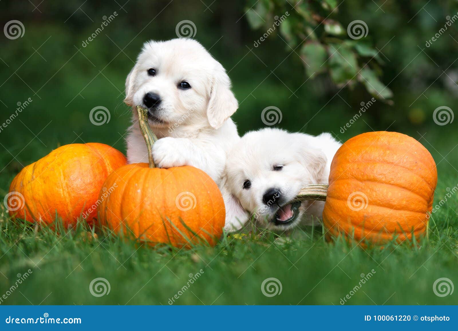 Two Adorable Golden Retriever Puppies Playing With Pumpkins Stock Photo Image Of Food Breed 100061220