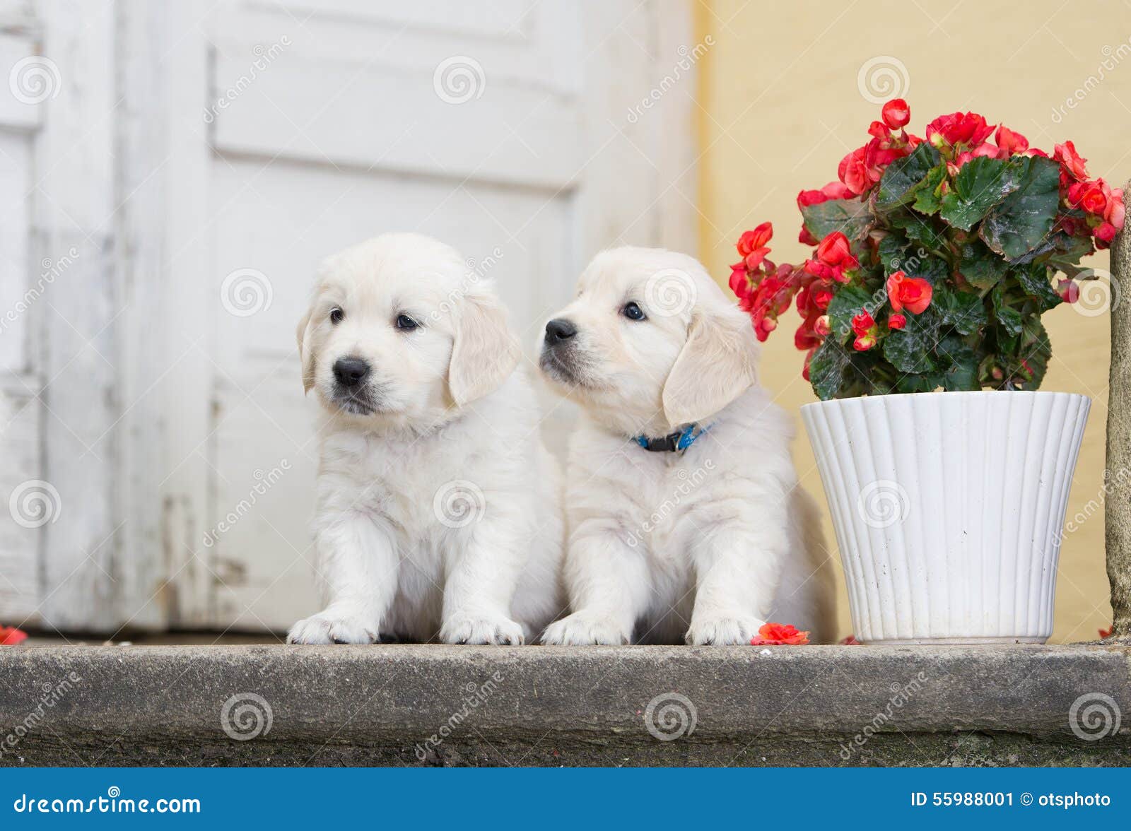 99+ Adorable Fluffy Golden Retriever Puppies