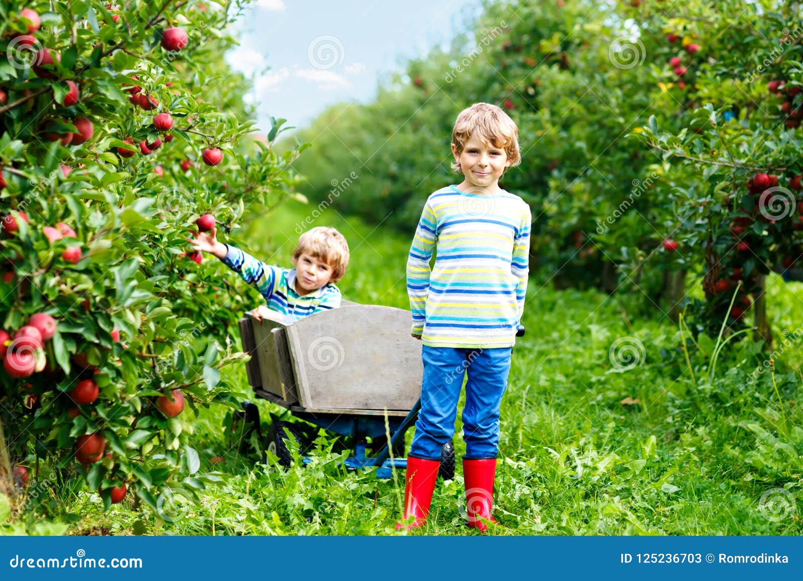Two Adorable Happy Little Kids Boys Picking and Eating Red Apples on