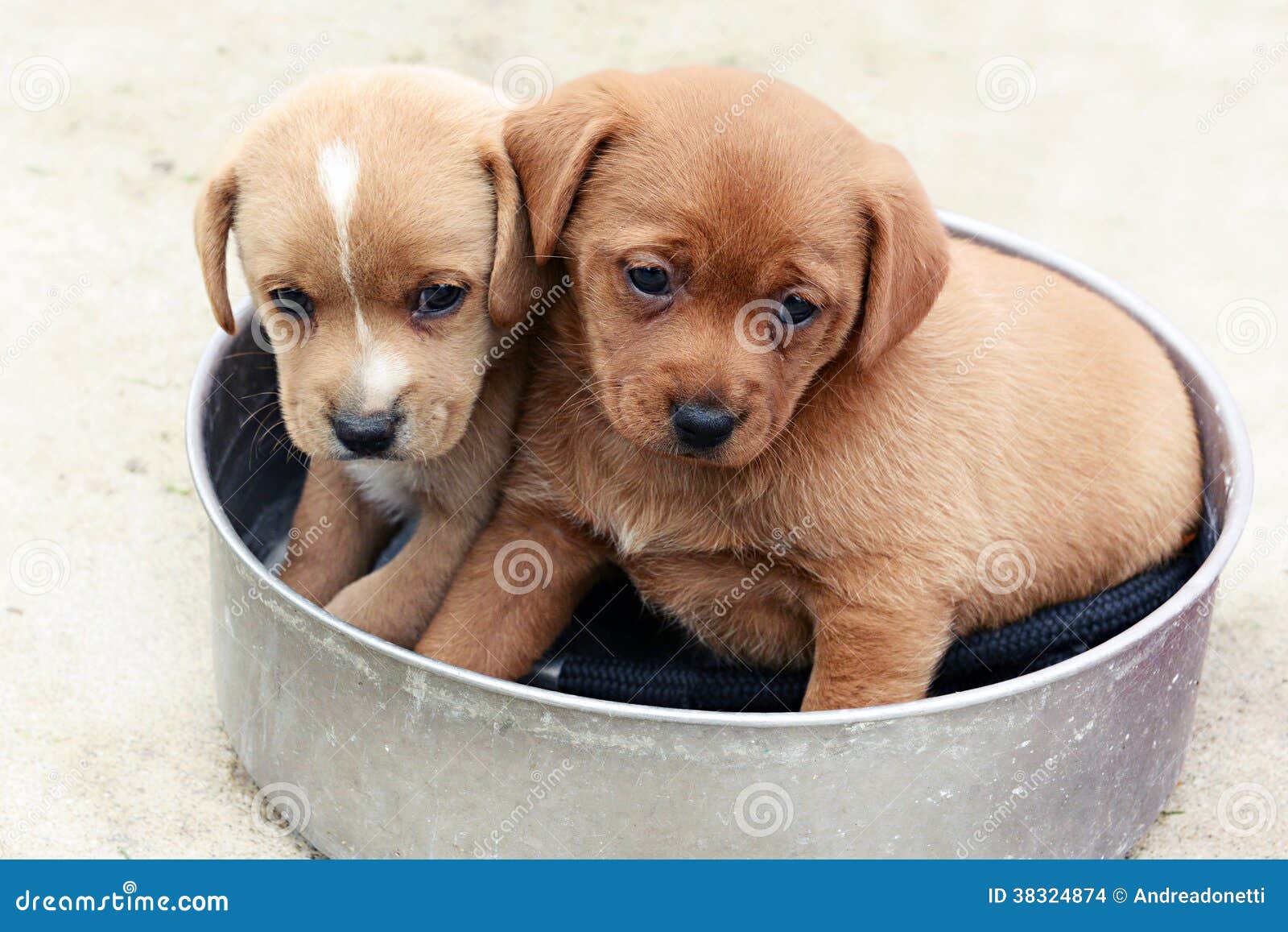 Two Adorable Little Brown Puppies In A Bowl Stock Photo - Image of puppy, bowl: 38324874