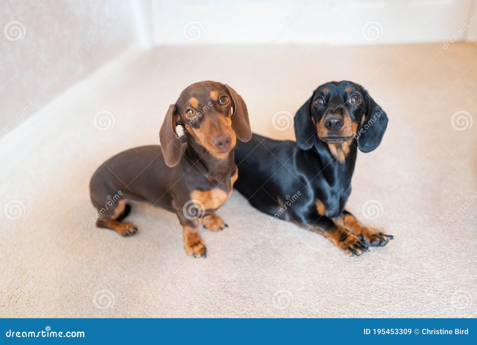 adorable mini dachshunds