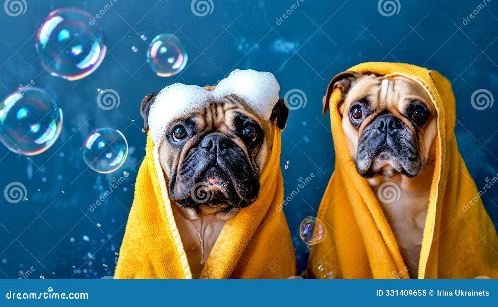 two adorable pugs wrapped in soft yellow towels are ready for a fun bath time. bubbles float around them, creating a