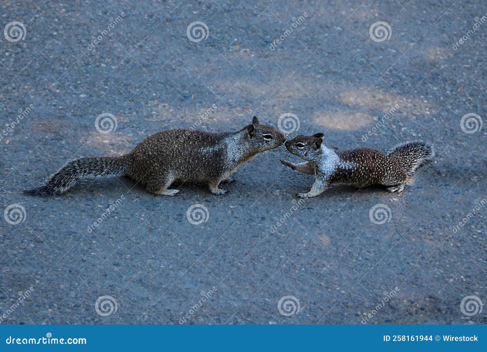 Two Adorable Rock Squirrels Kissing on the Ground in the Park Stock