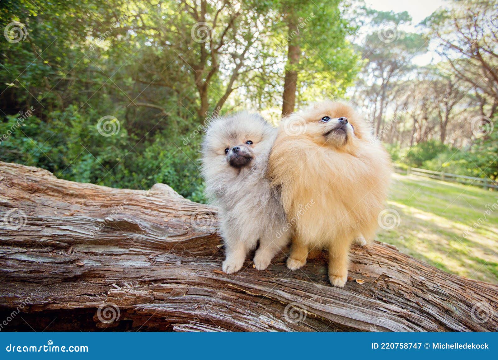 2,756 Toy Pomeranian Photos Free & Royalty-Free Stock Photos from Dreamstime