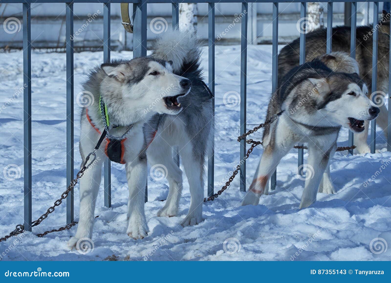 Two Aggressive Dogs on Chain Around Fence Stock Image Image of