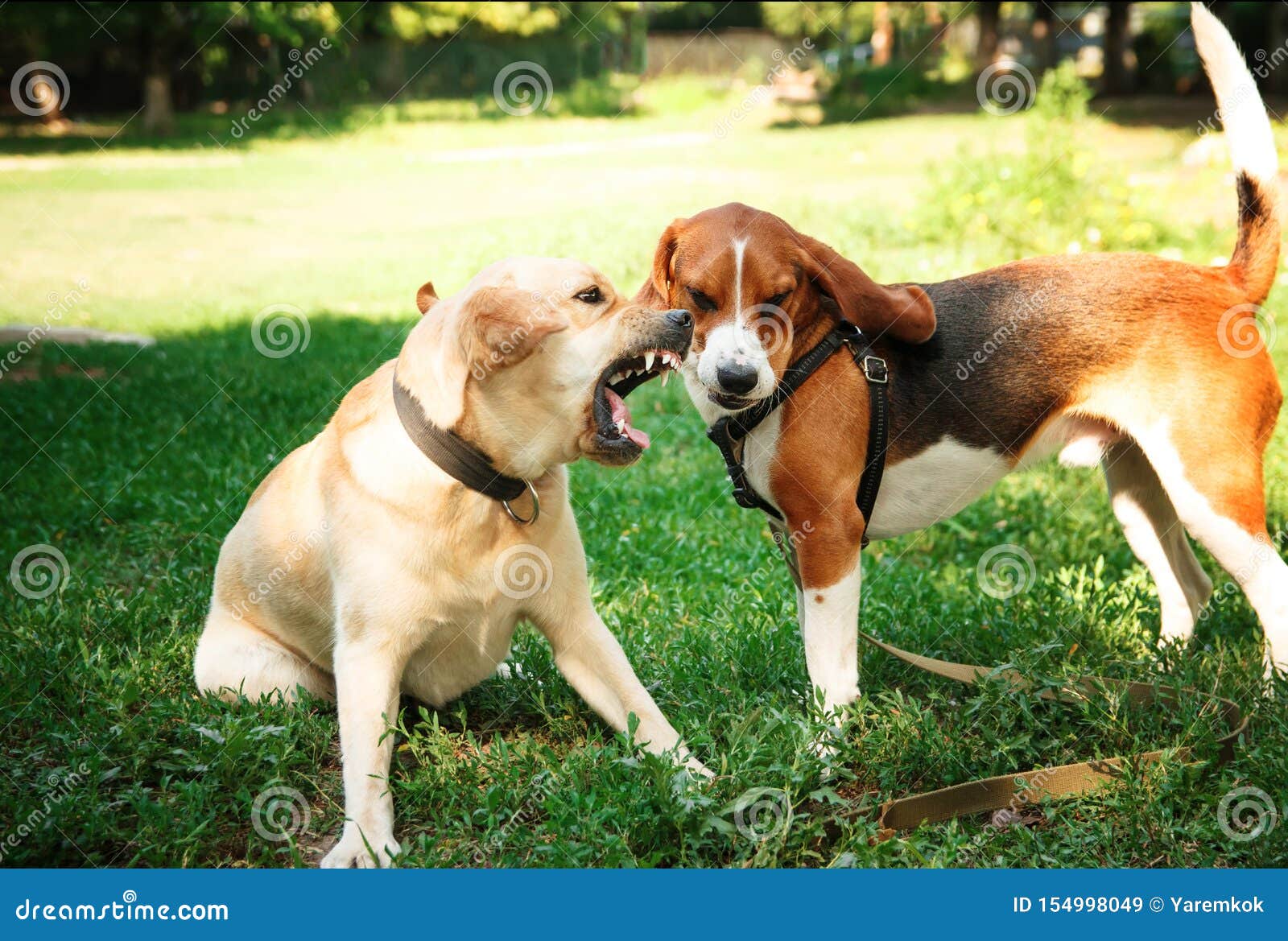 Are Labradors Good Attack Dogs