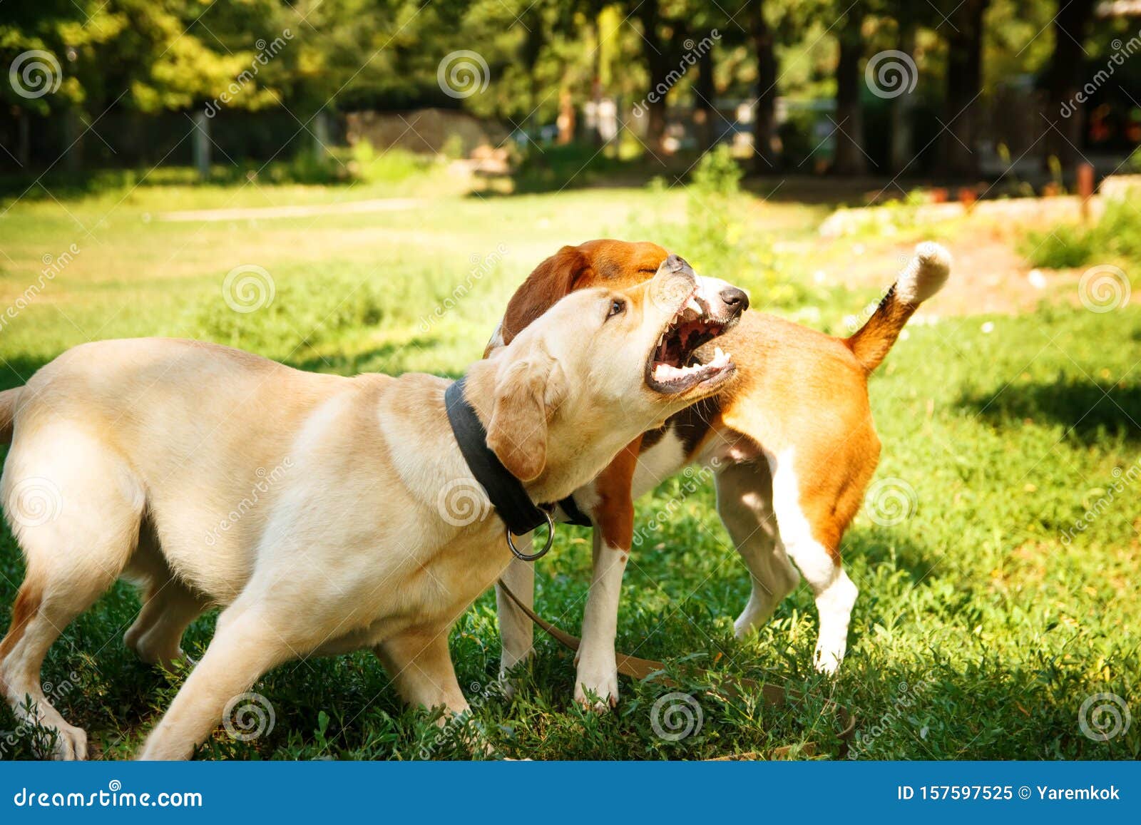 Are Labradors Good Attack Dogs
