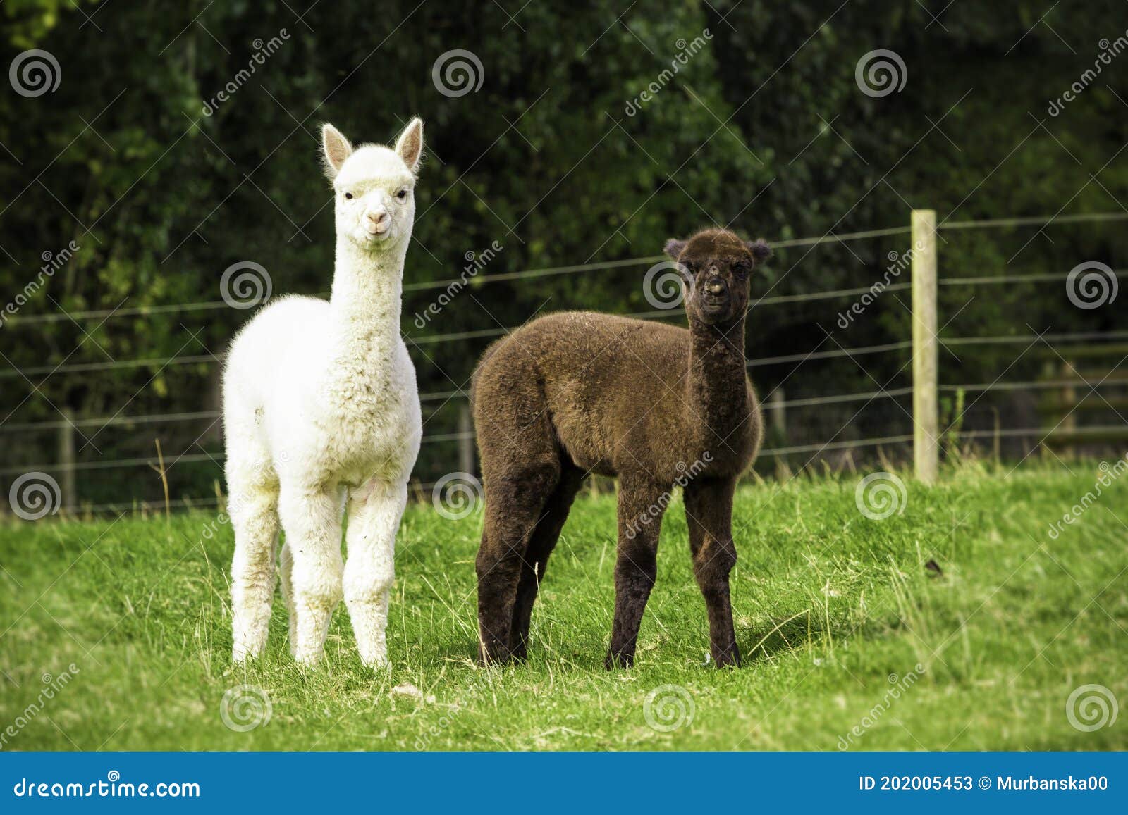 Two Alpaca Babies on the Farm Stock Image - Image of green, grass ...