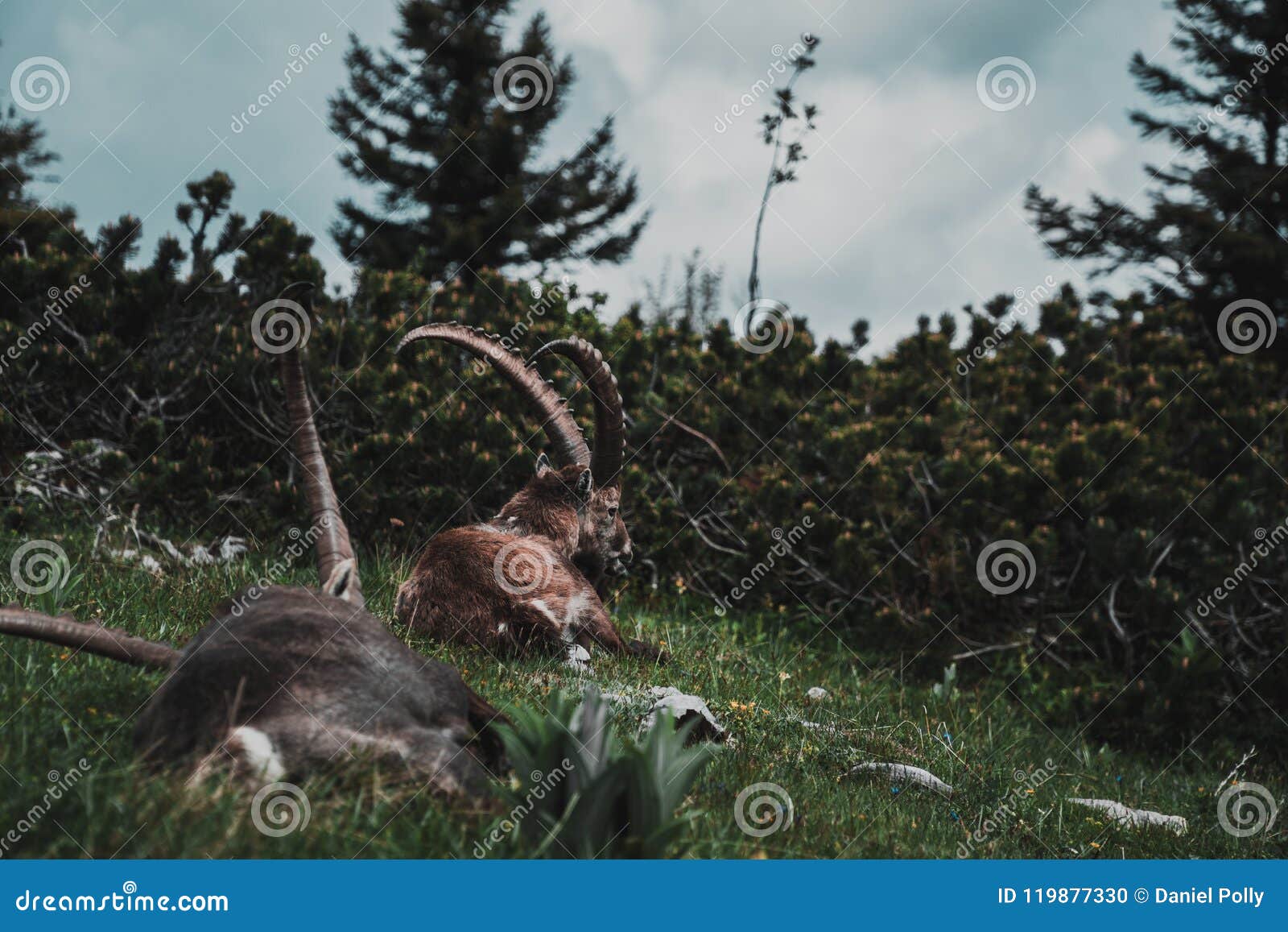 couple of alpen ibex resting at the summit