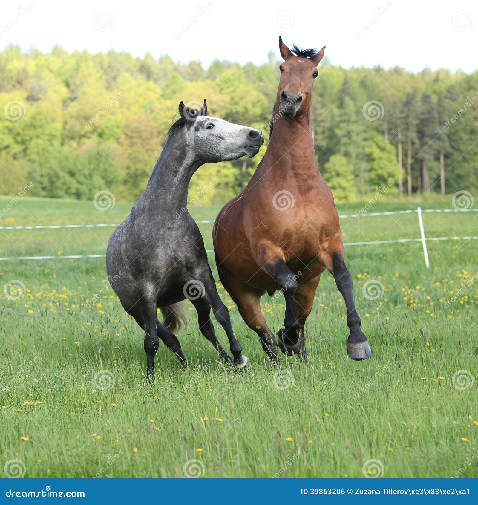Two Amazing Horses Playing in Fresh Grass Stock Photo Image of