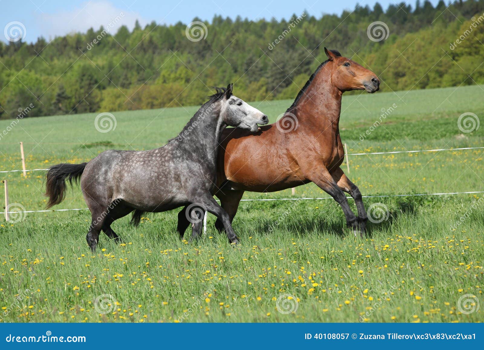 Two Amazing Horses Playing in Fresh Grass Stock Image Image of graze