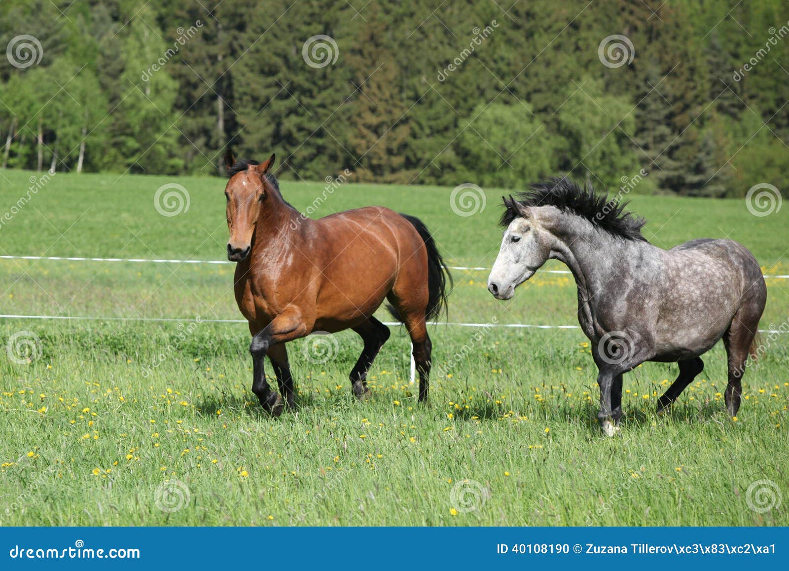 Two Amazing Horses Running in Fresh Grass Stock Photo Image of action
