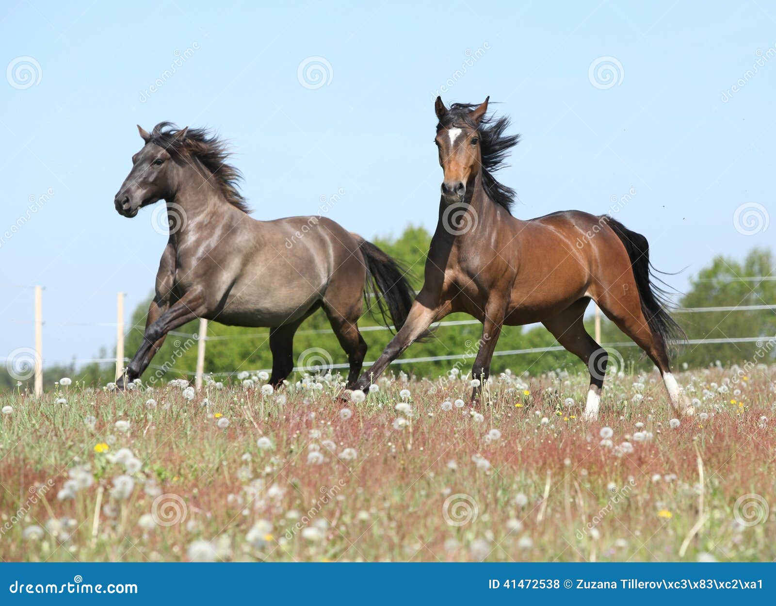 Two Amazing Horses Running on Spring Pasturage Stock Photo Image of