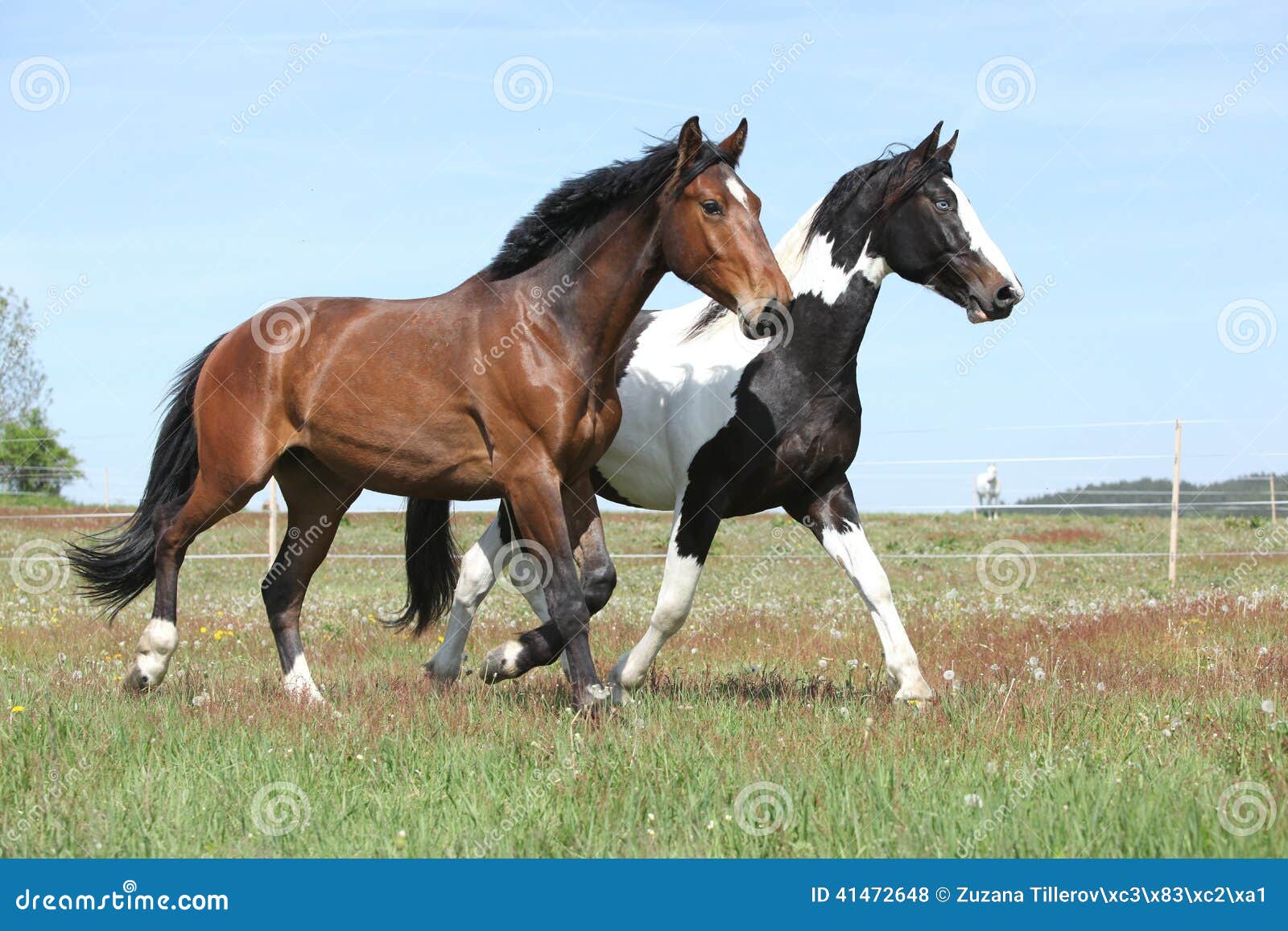 Two Amazing Horses Running on Spring Pasturage Stock Photo Image of