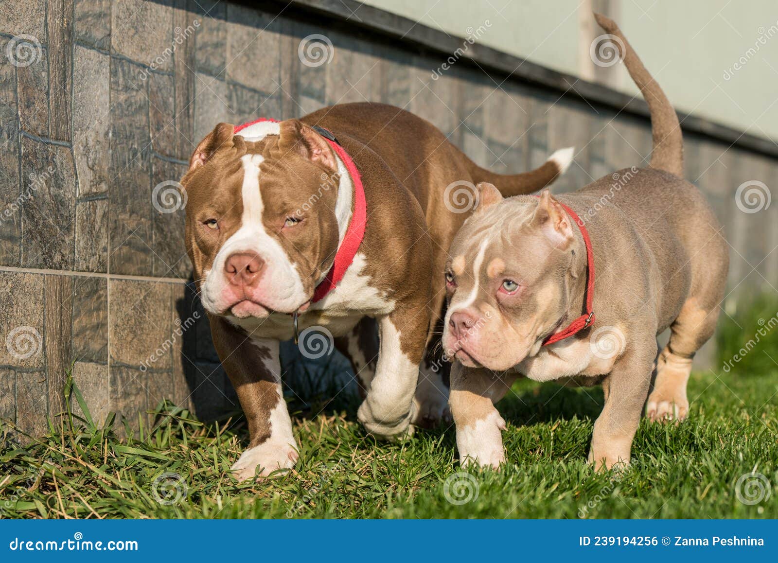 Two American Bully Puppies Dogs are Playing Stock Photo