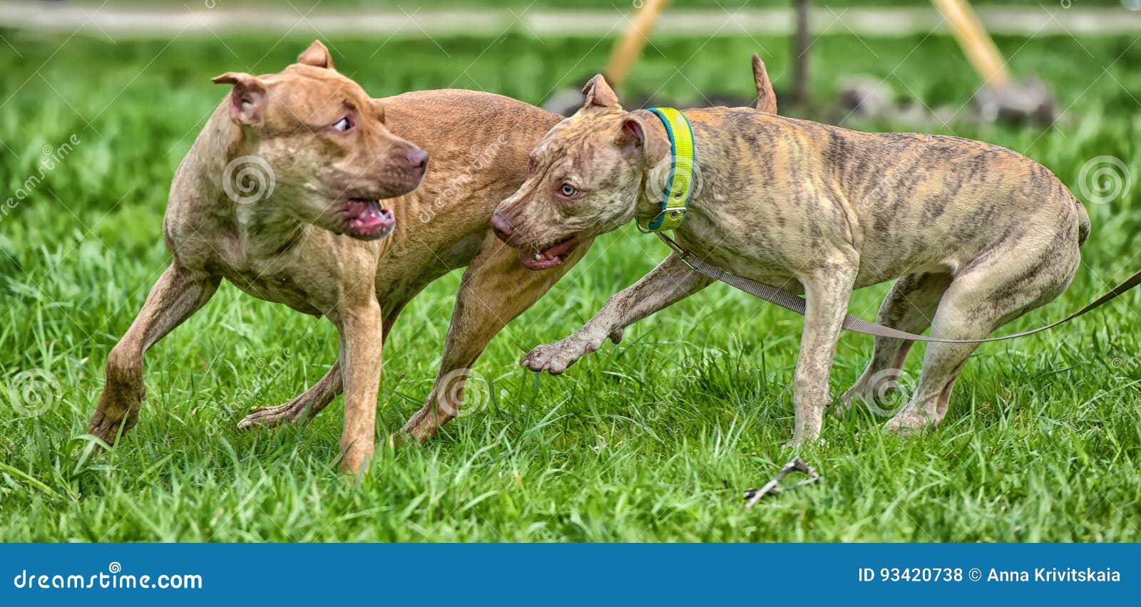 Two American Pit Bull Terrier Playing Stock Photo - Image of bite ...