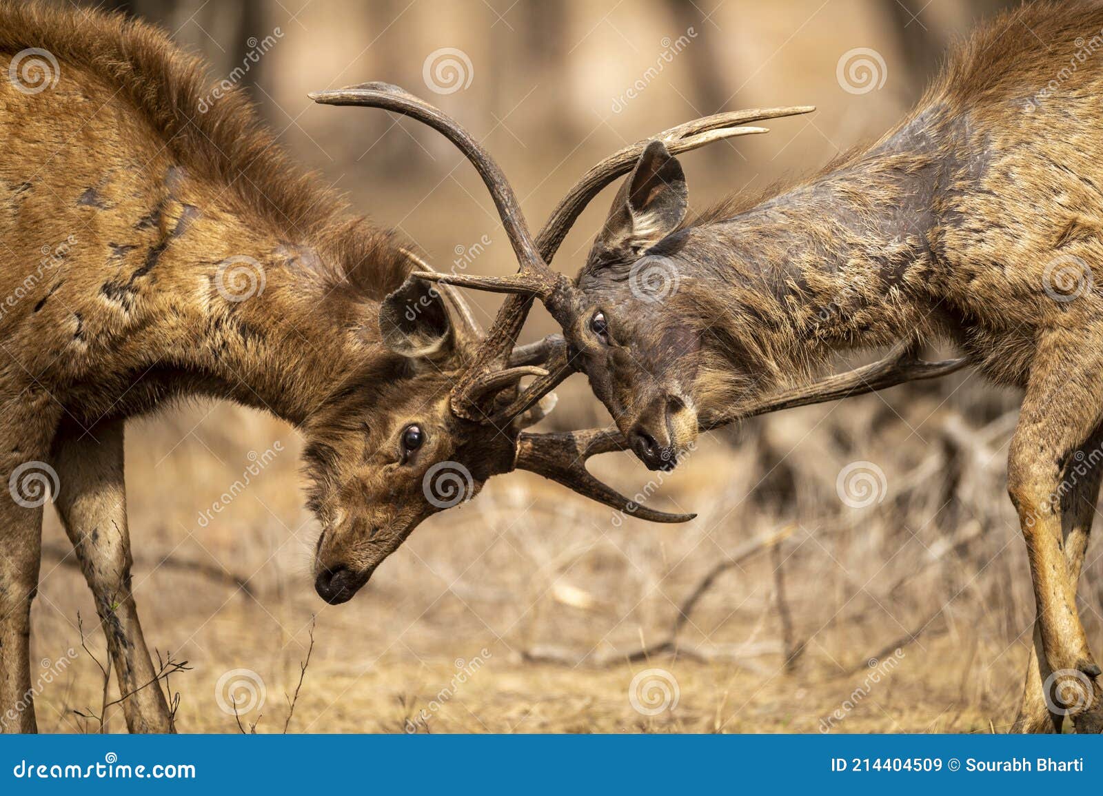 two angry male sambar deer in action fighting with their big long horns showing dominance at ranthambore national park or tiger