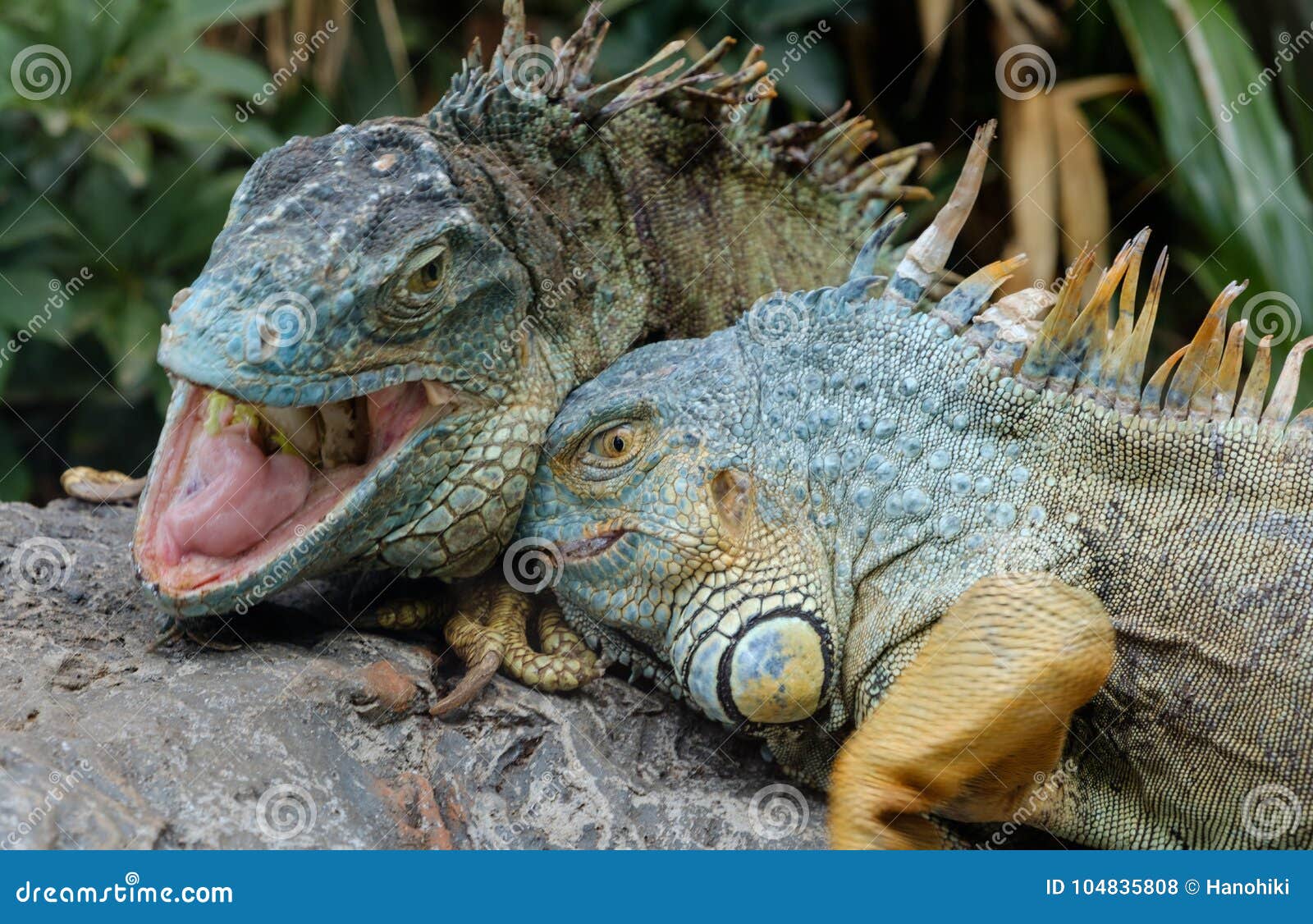 Two Animal Fight , Green Iguana / American Iguana Stock Photo - Image of  exotic, dissence: 104835808