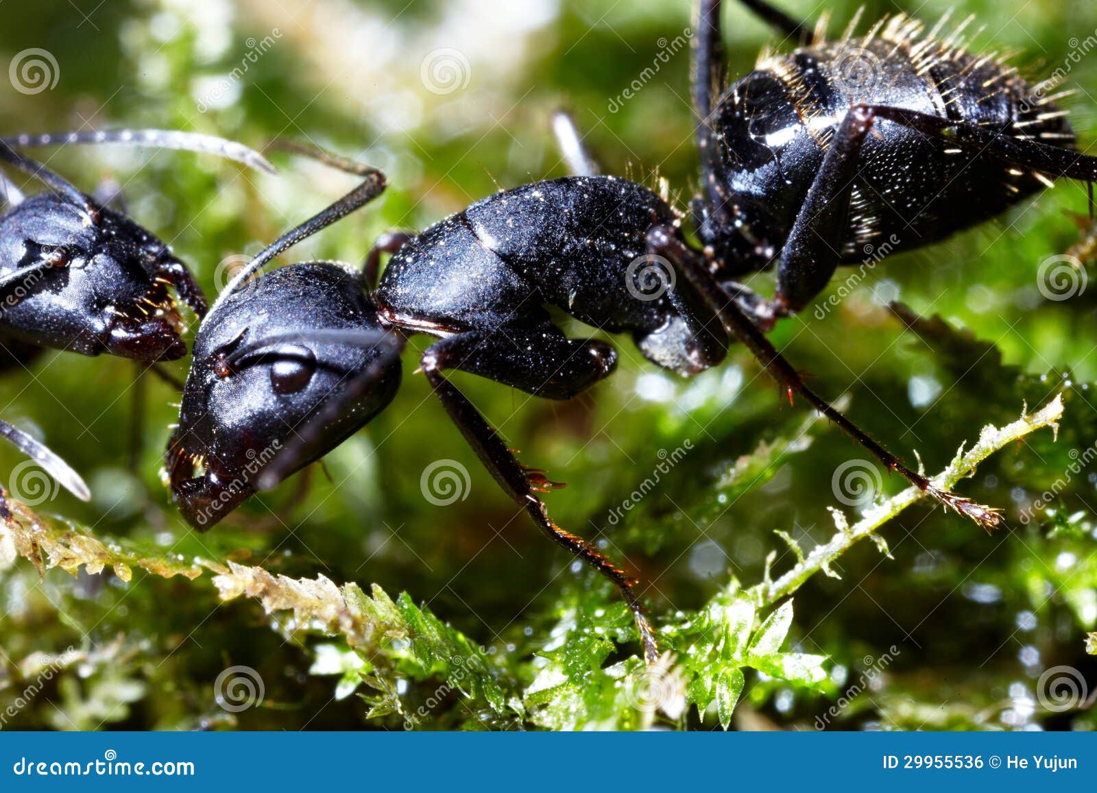 Two Ants Conspiracy On Grass Stock Photo - Image of ...