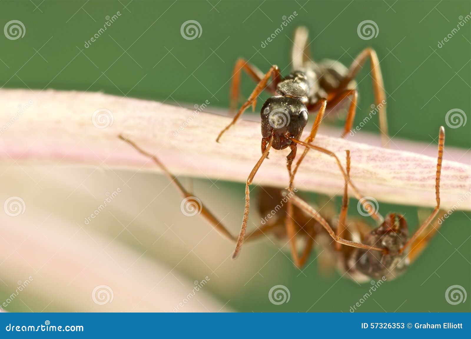 Two ants on a pink flower stock image. Image of wasp 57326353