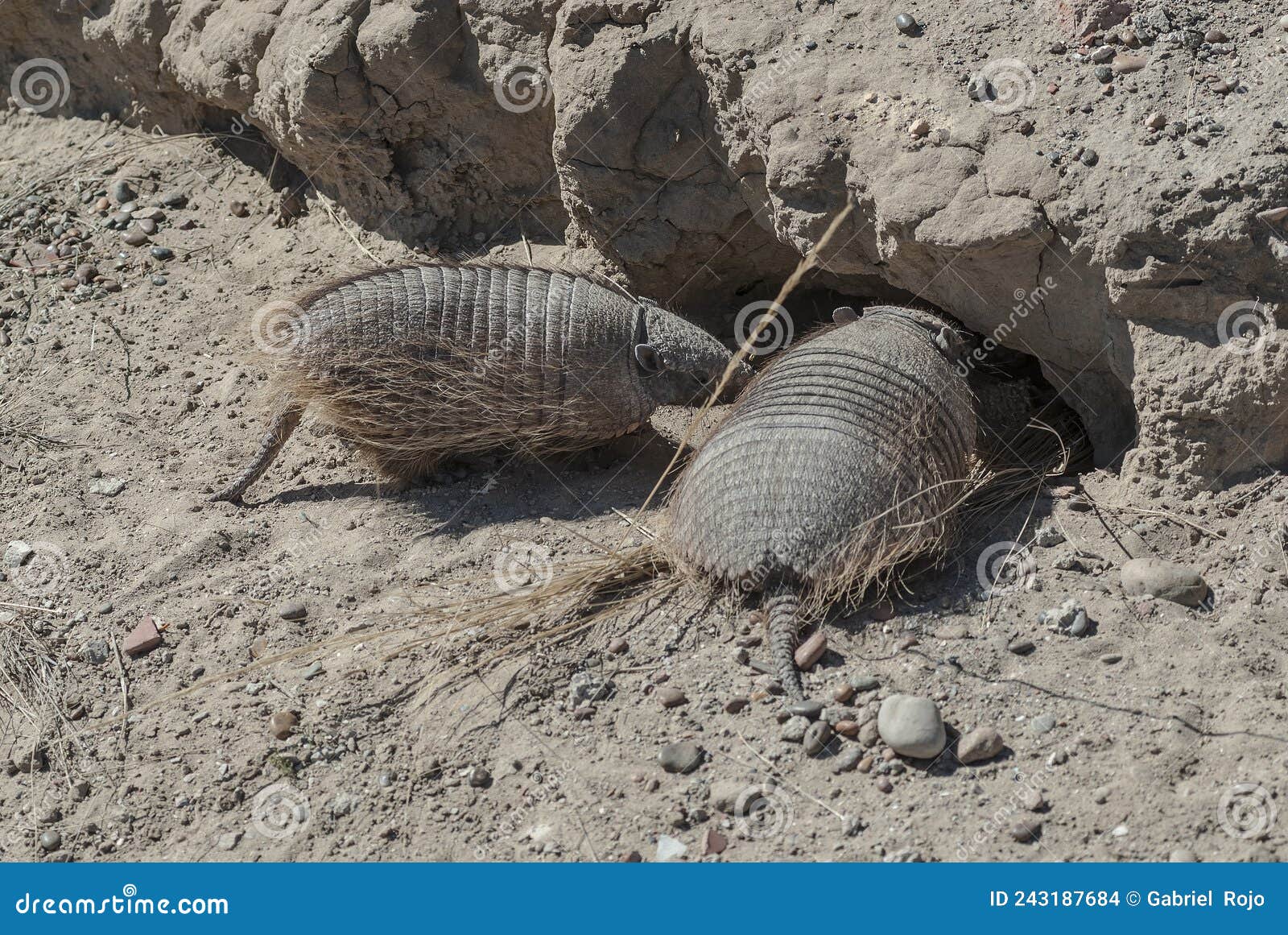 two armadillos entering the burrow,