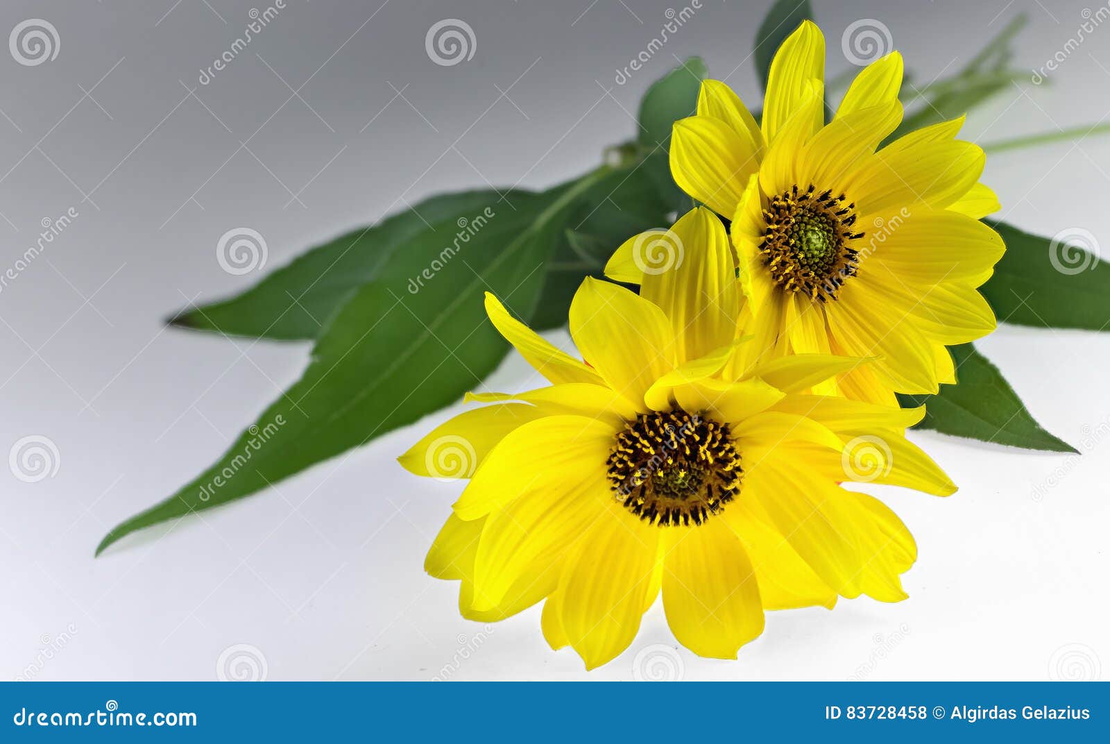 two arnica herbal blossoms