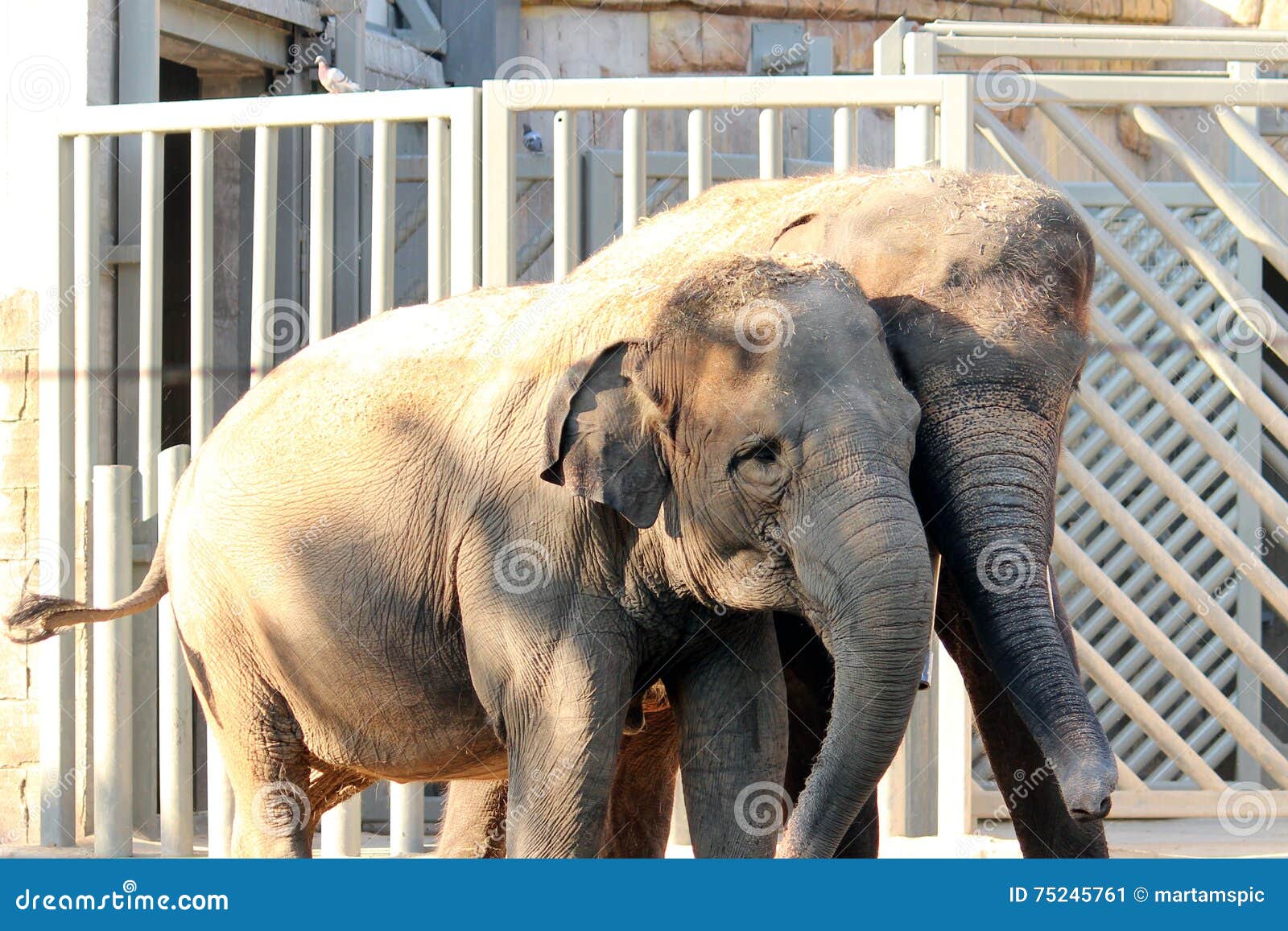 two asian elephants