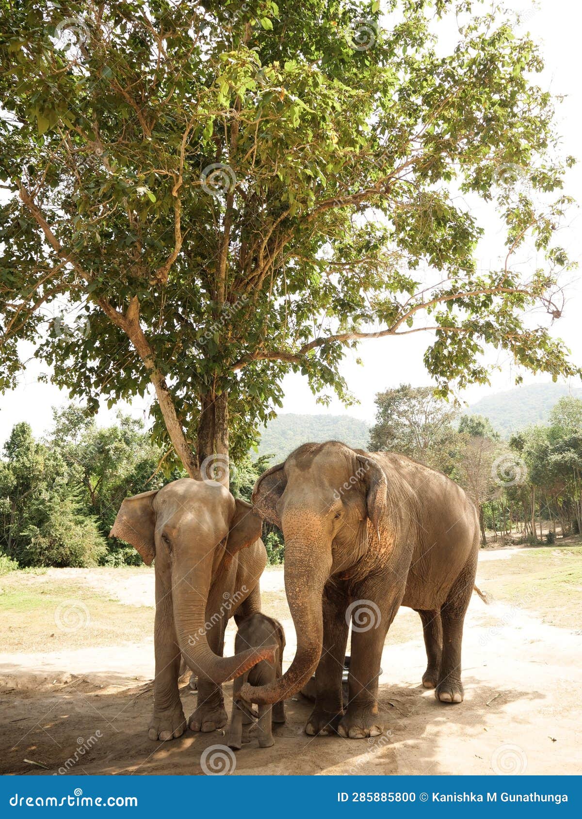 two asian elephants with their cub