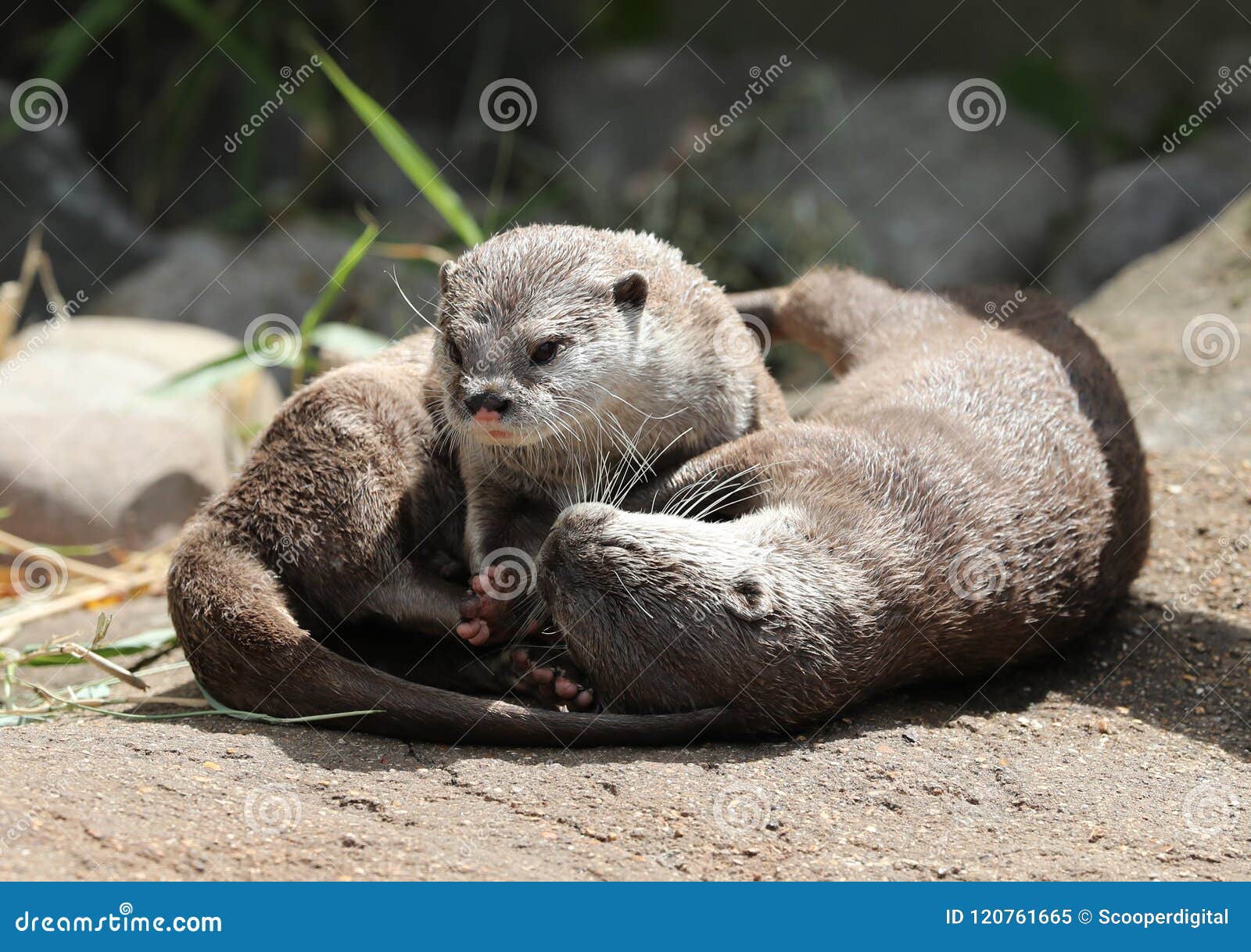 Asian Small-Clawed Otters Population