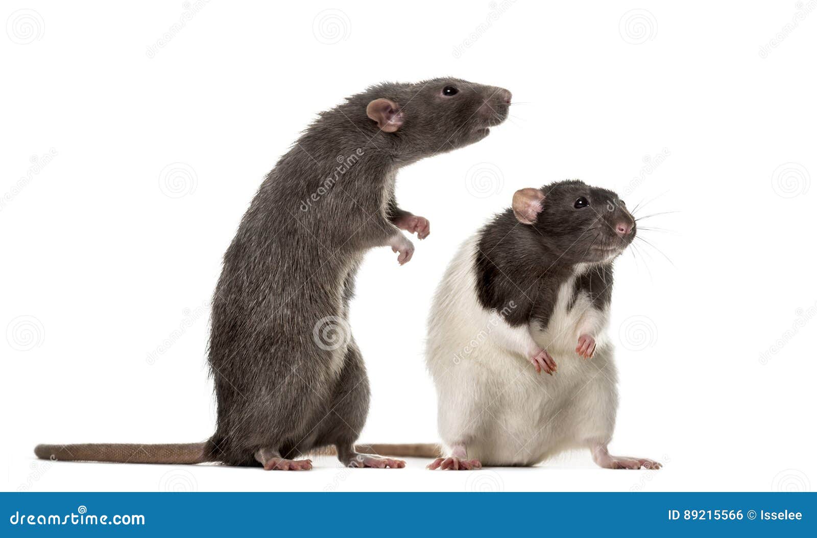 two attentive rats standing ,